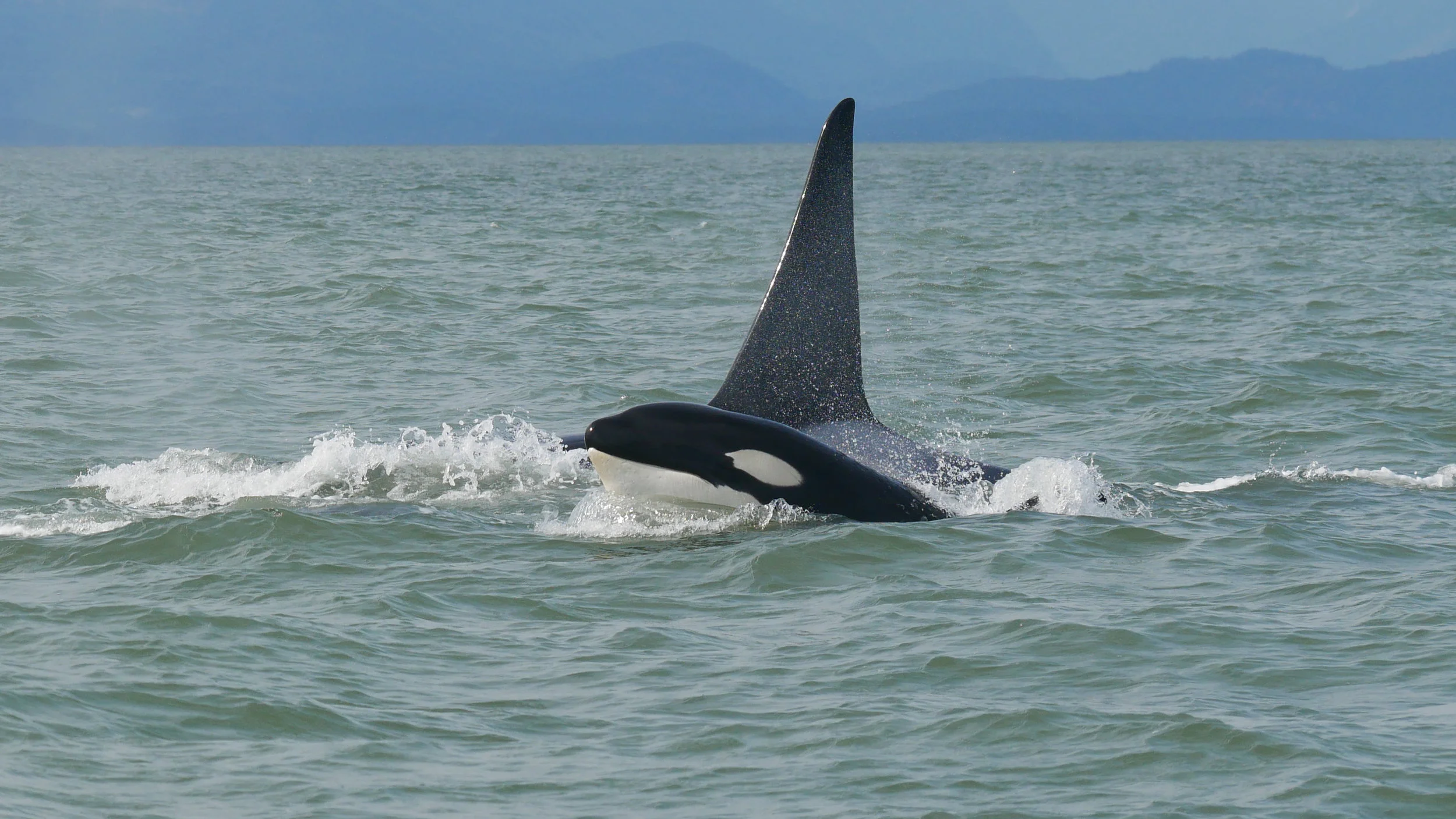 July 22, 2019 - All day T-party! 