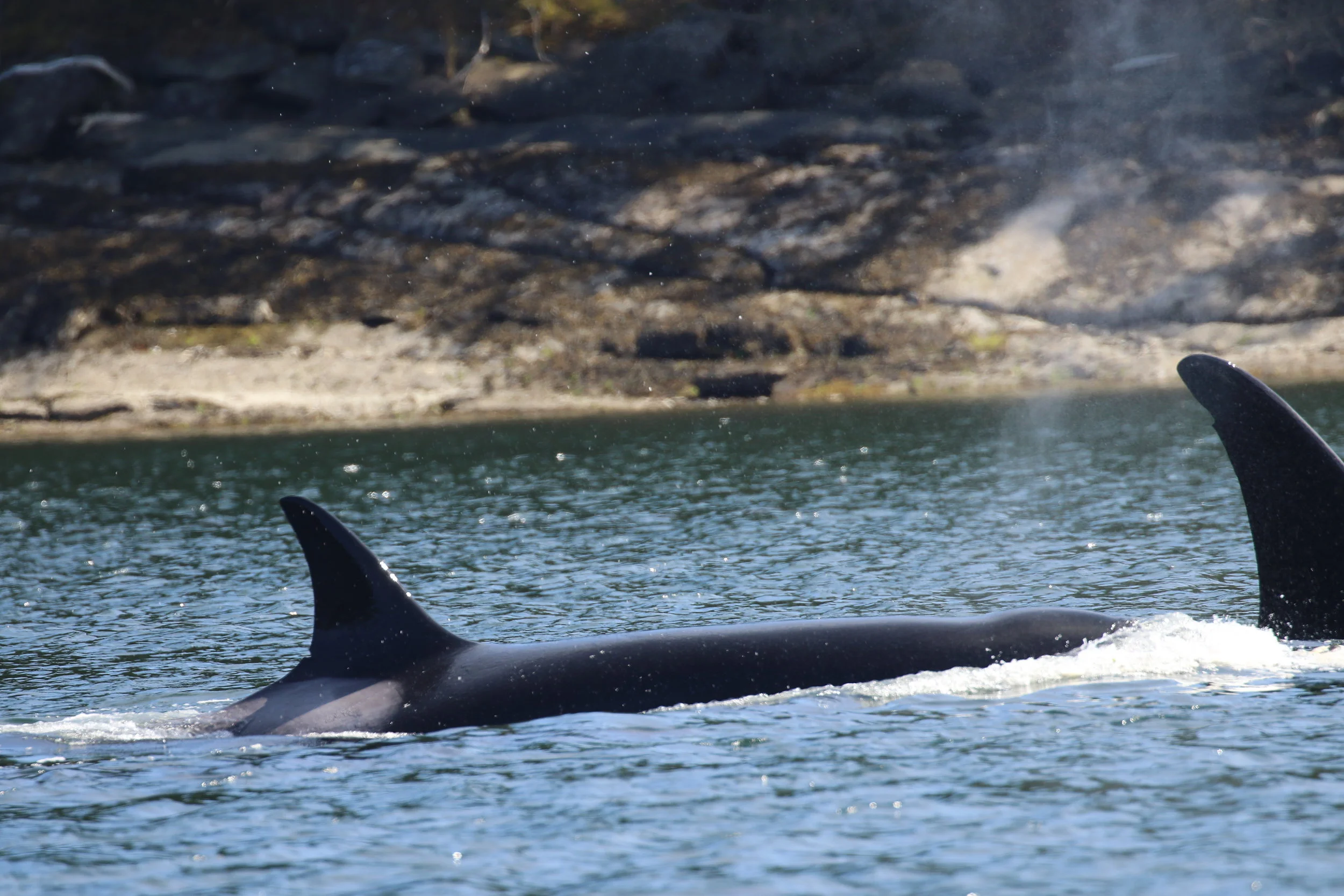 July 21, 2019 - Orcas galore! 