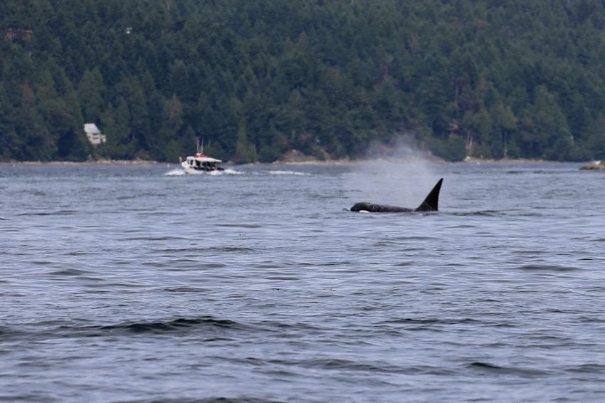 T124C/Cooper taking a dive down off of North Pender. Sequence by Rebeka Pirker (3:30).