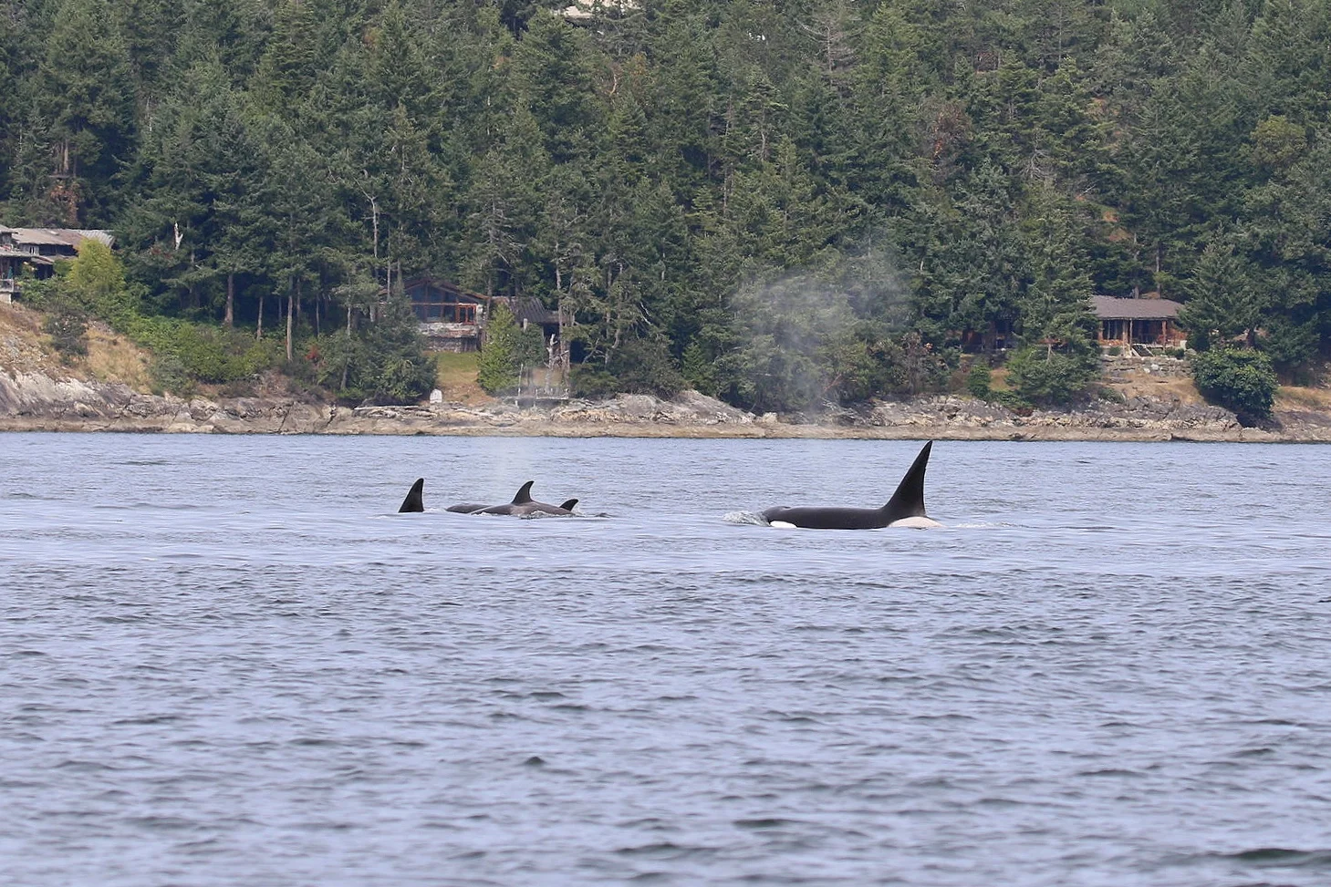 T124C/Cooper holding up the rear. He’s much larger than his counterparts. Photo by Rebeka Pirker (3:30).