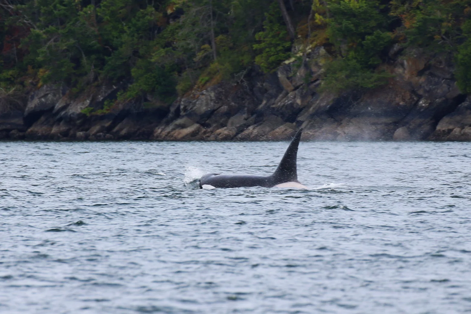 July 23, 2019 - Orcas in the South