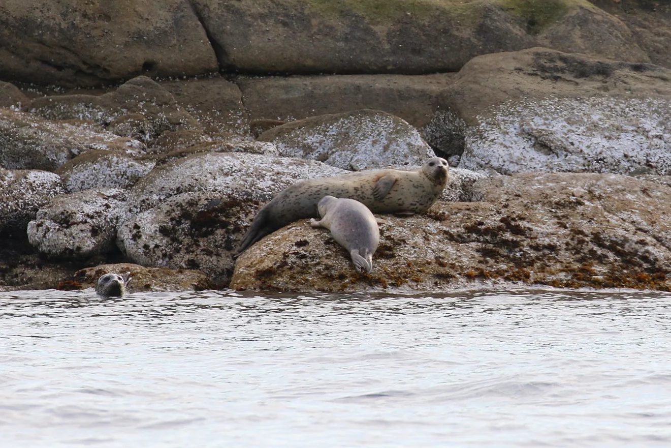 Seal pup nursing on the rocks. Photo by Rebeka Pirker (3:30).