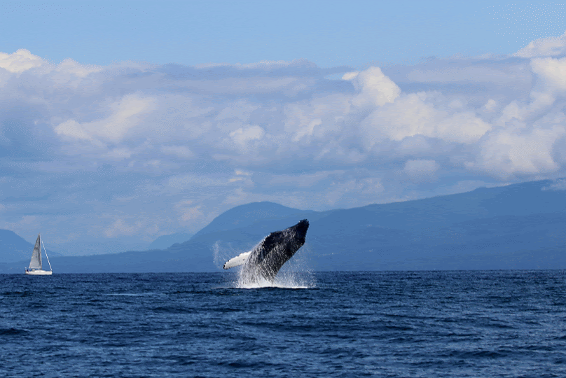 July 24, 2019 - Orcas AND Humpback Whales Near Nanaimo!