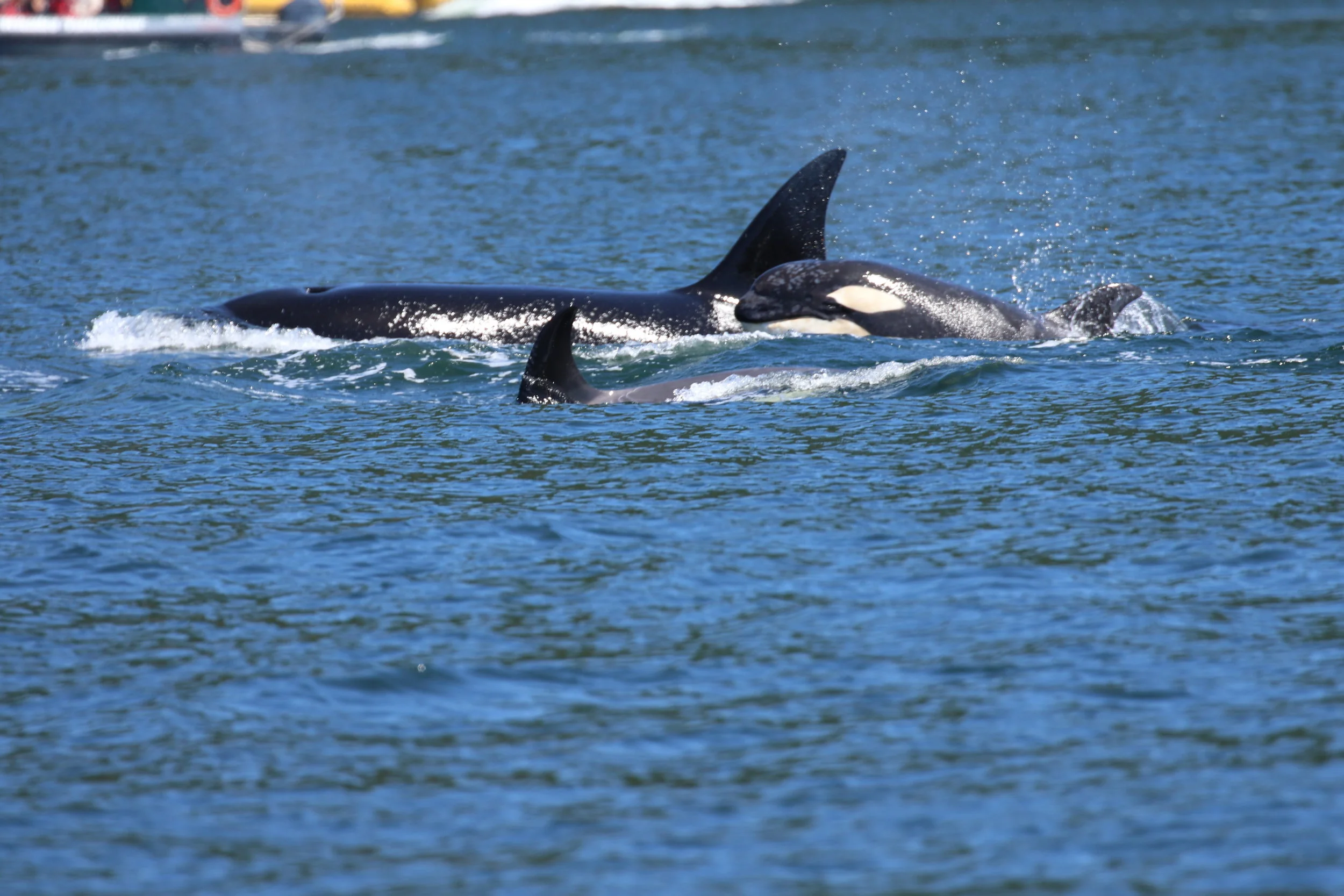 July 25, 2019 - T124A's by Galiano and Valdes Island