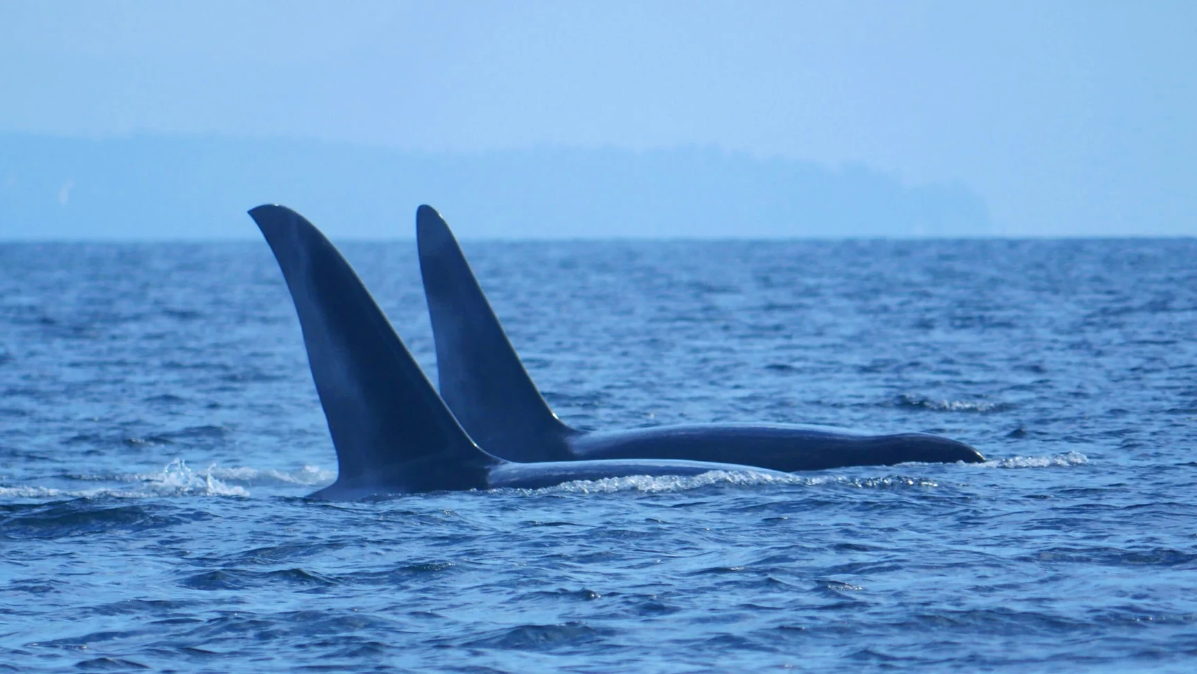 July 26, 2019 - Whales all over the place!