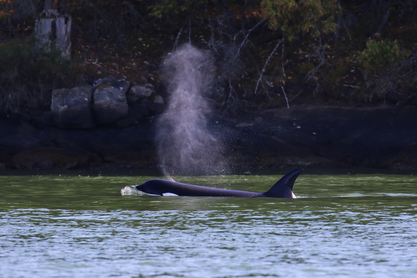 July 28, 2019 - Orca near Saturna Island