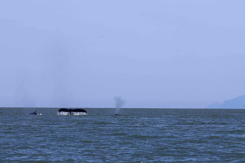 Swimming away. Sequence by Natalie Reichenbacher (10:30).