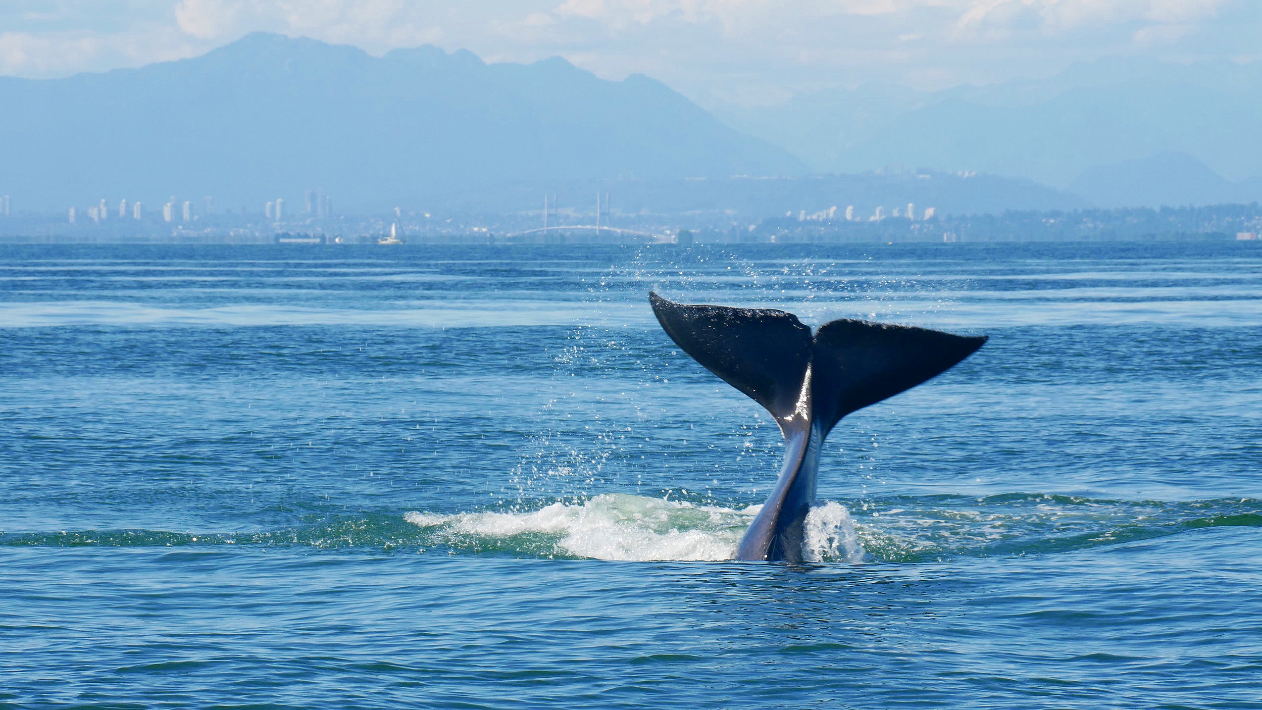 July 29, 2019 - Humpback Party in the Straight and Orcas in Washington!