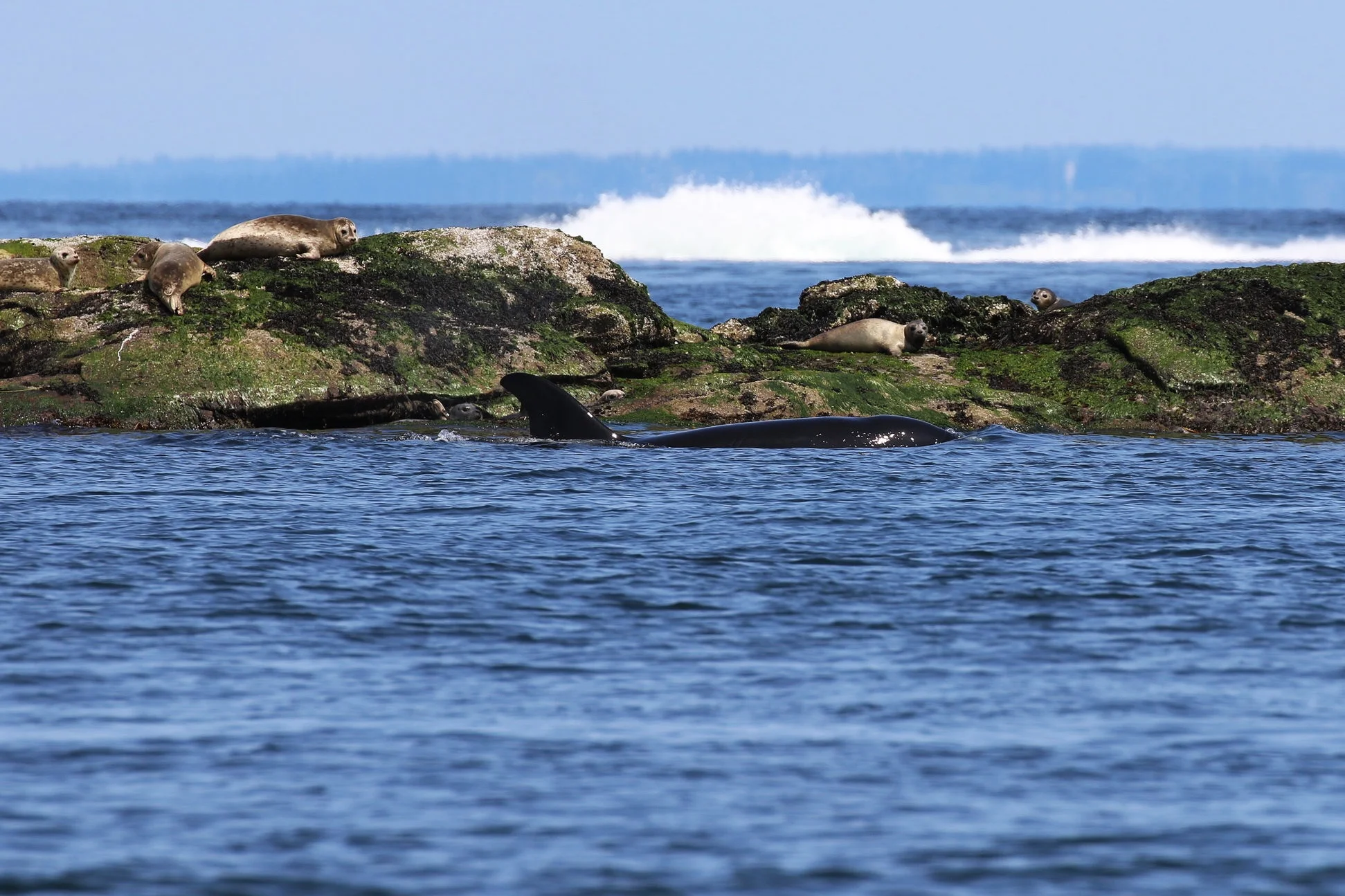 July 30, 2019 - Humpbacks off of Galiano, Orca at Active Pass!
