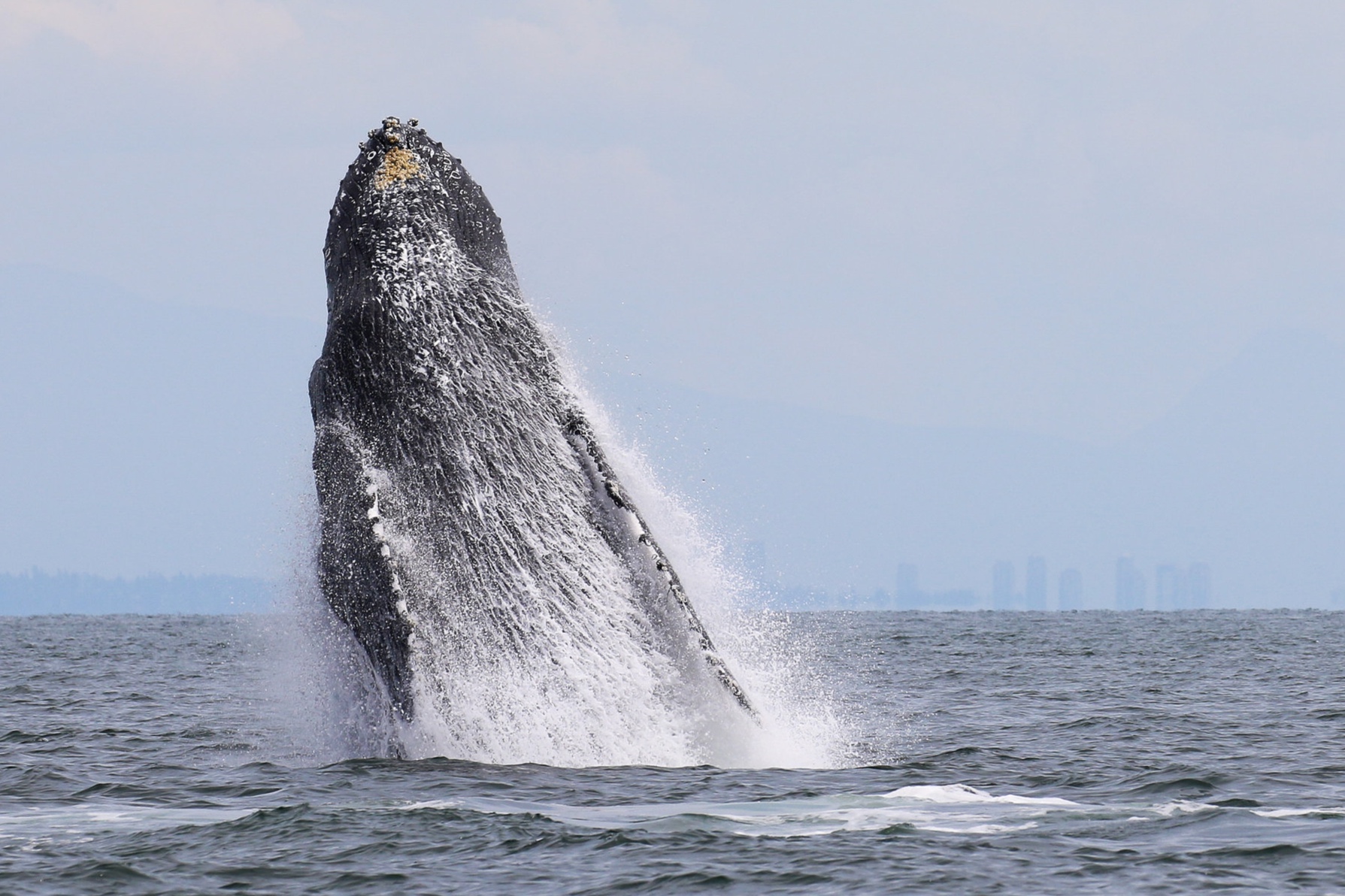 July 31, 2019 - Some active humpback whales and hunting orcas, what an incredible day!