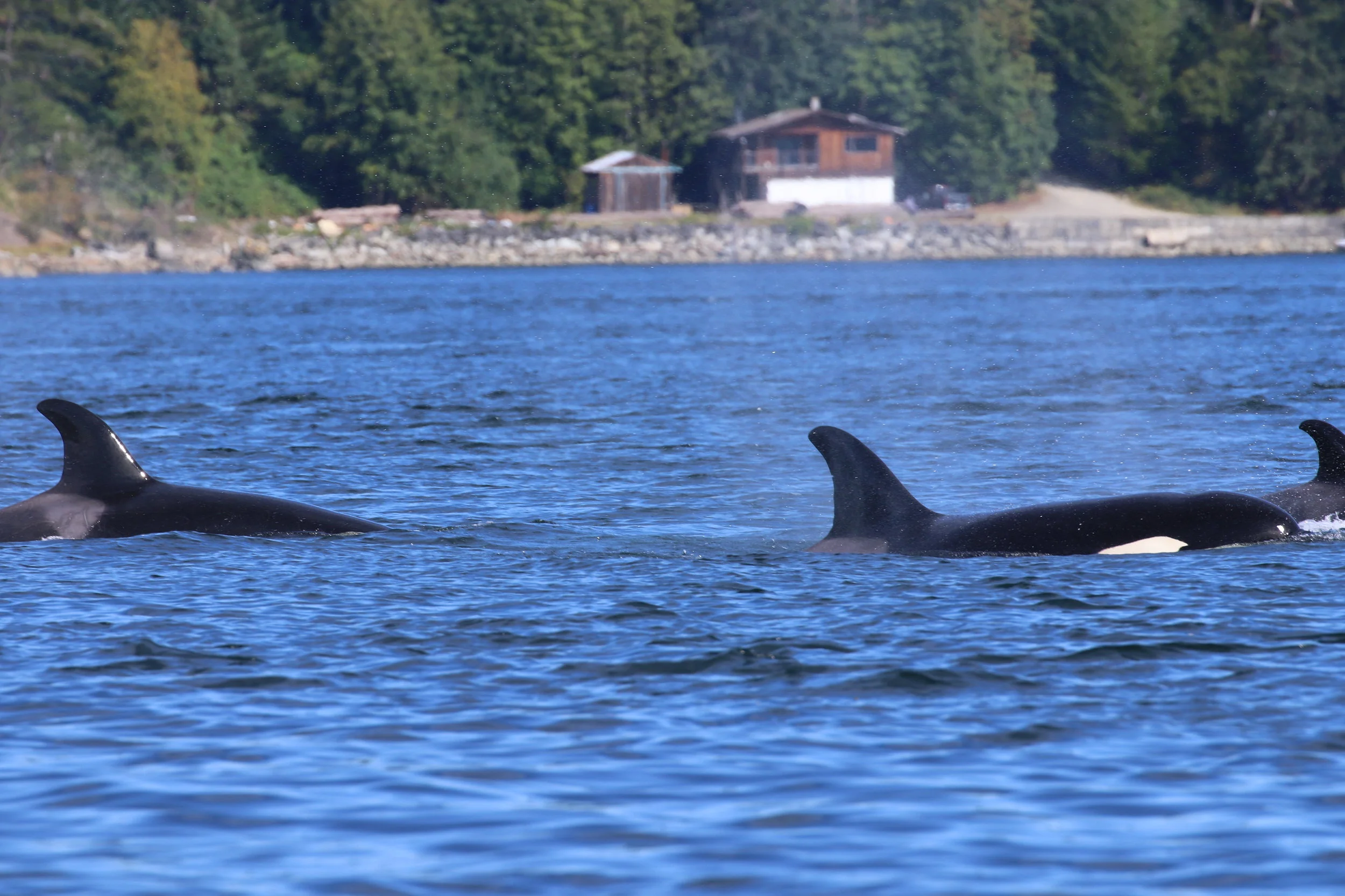 August 1, 2019 - Orcas and Humpbacks near Saltspring!