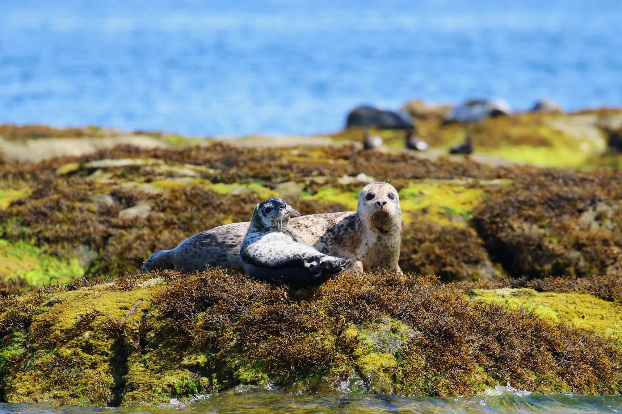 Harbour seal mom hanging out with her pup! Photo by Rebeka Pirker (10.30)