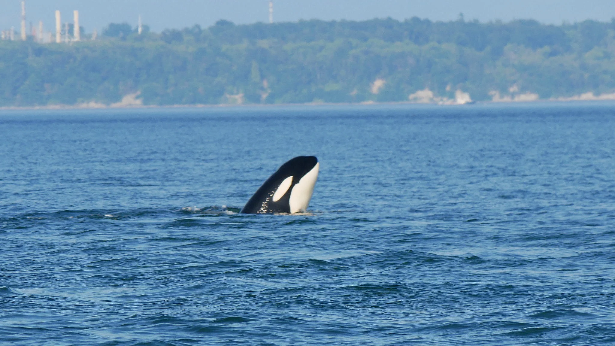 Little Elsie checking out the Whale watching boats! Photo by Rebeka Pirker (3.30)