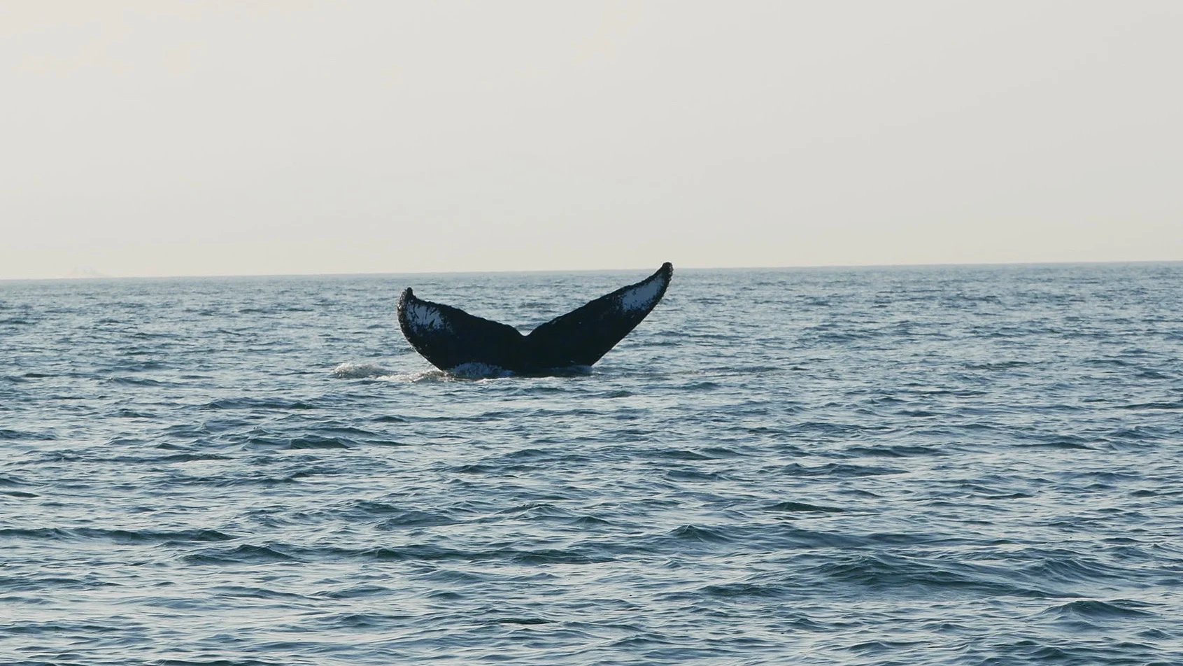 Heather showing off her beautiful flukes! Photo by Rebeka Pirker (3.30)