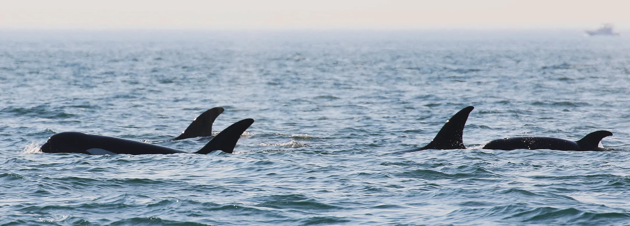 Ellifrit (Back left), Amira (front left), Fingers (middle) and T65A6 (right). Photo by Ryan Uslu (3.30)