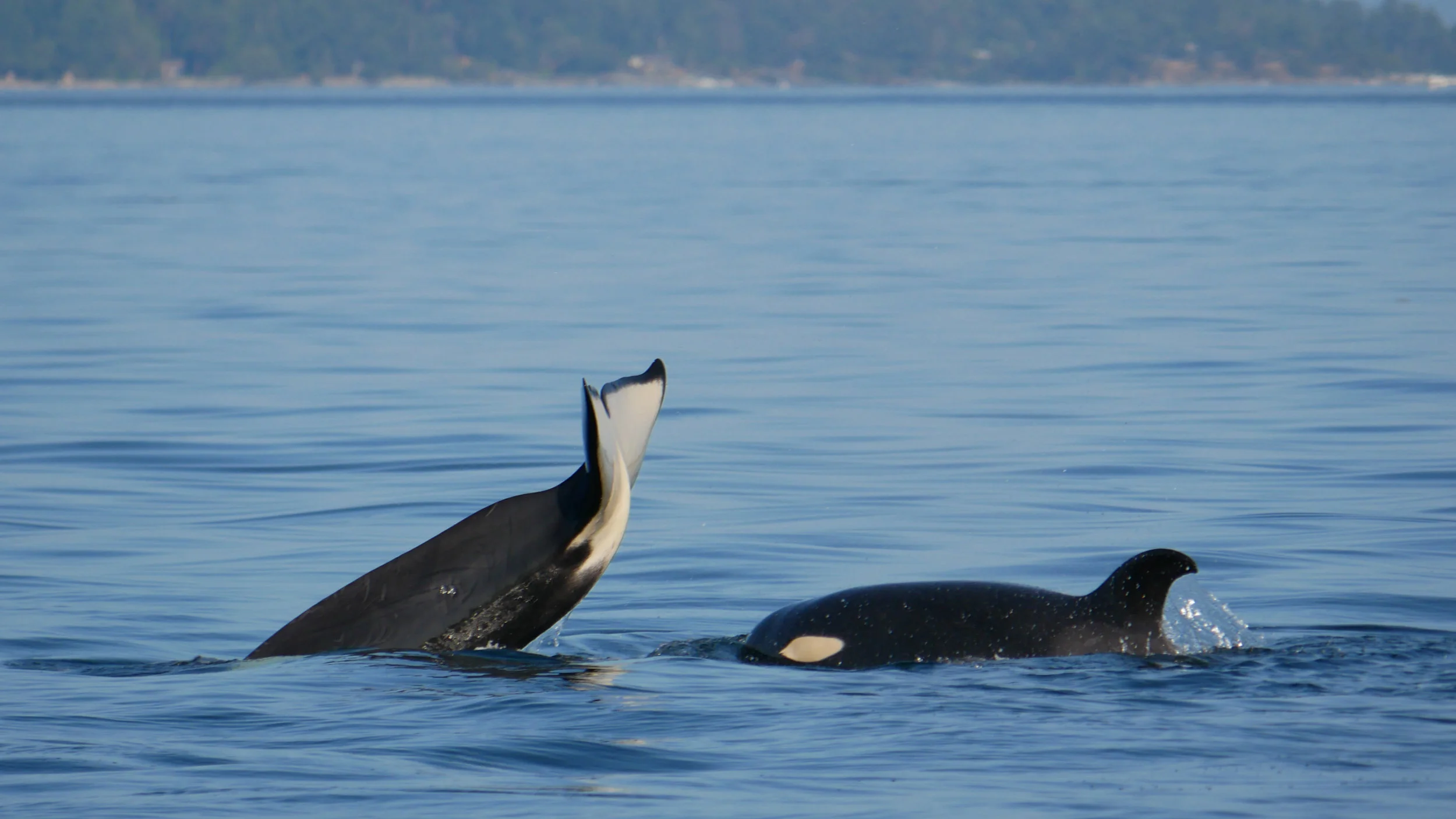 August 3, 2019 - Transient Orca in the Saanich Inlet