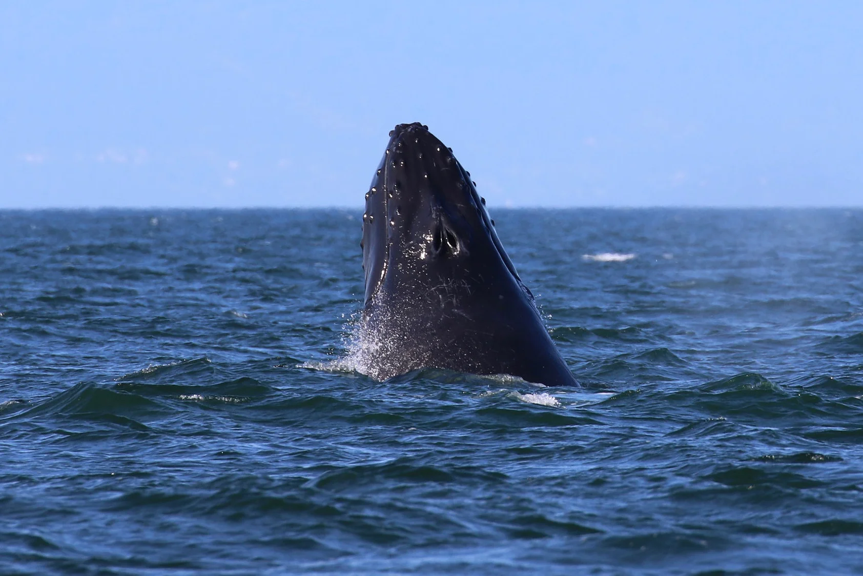 Great shot of some tubercles on this humpback! Photo by Val Watson (3:30).