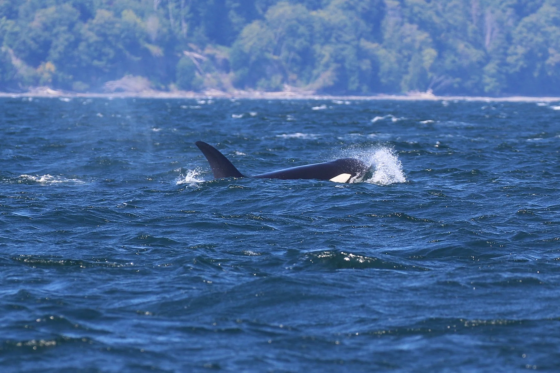 Cutting through the waves. Photo by Rebeka Pirker (10:30).