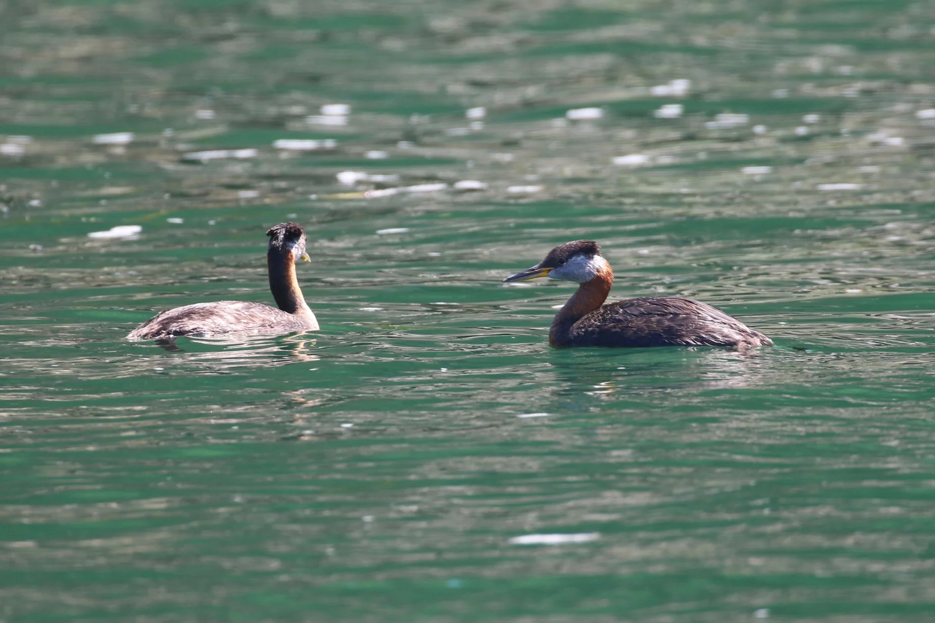 A pair of Red-necked Grebes. Photo by Rebeka Pirker (10:30).