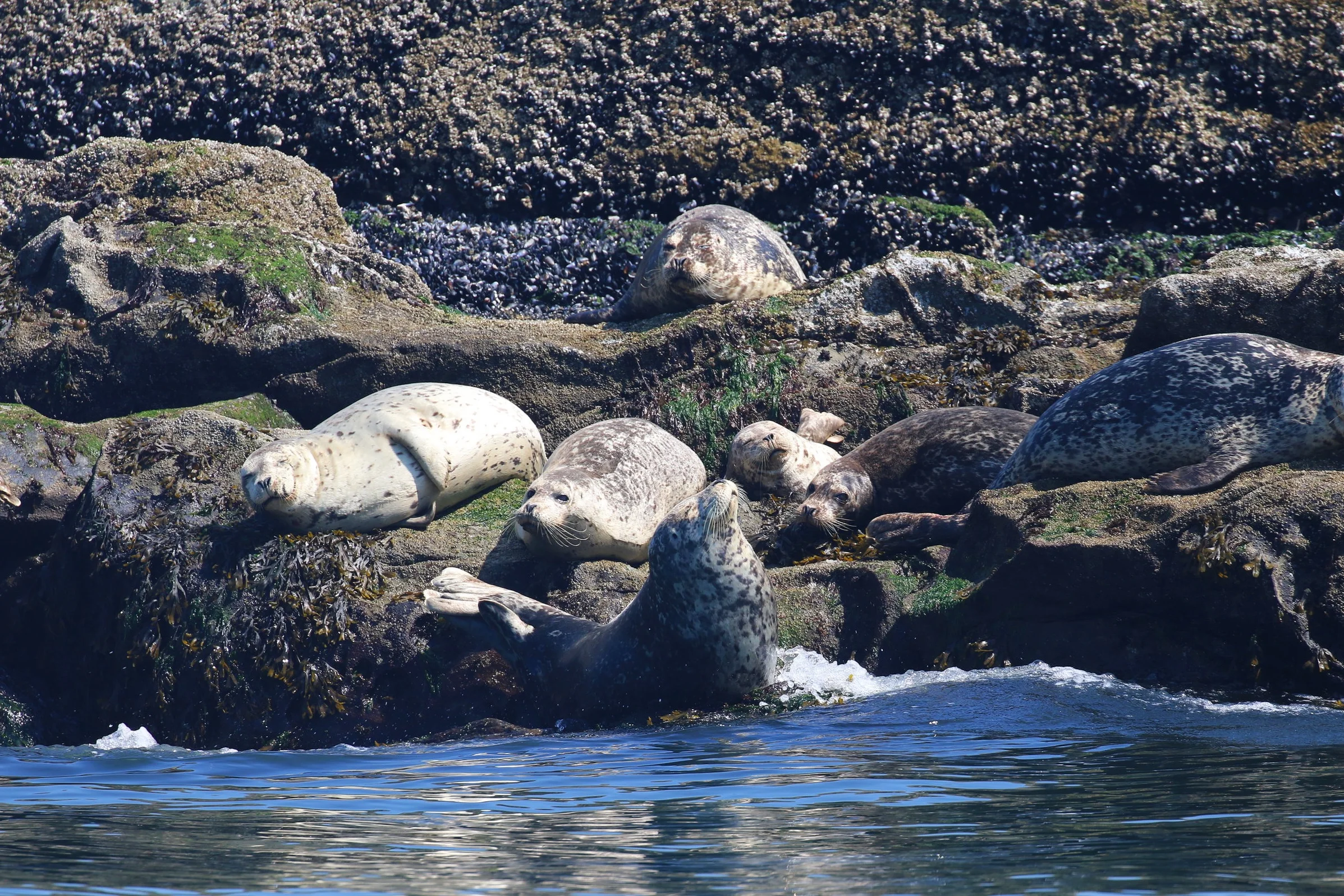 Harbour seals sunning themselves on the rocks, being the glorious rock sausages that they are. Photo by Rebeka Pirker (10:30).
