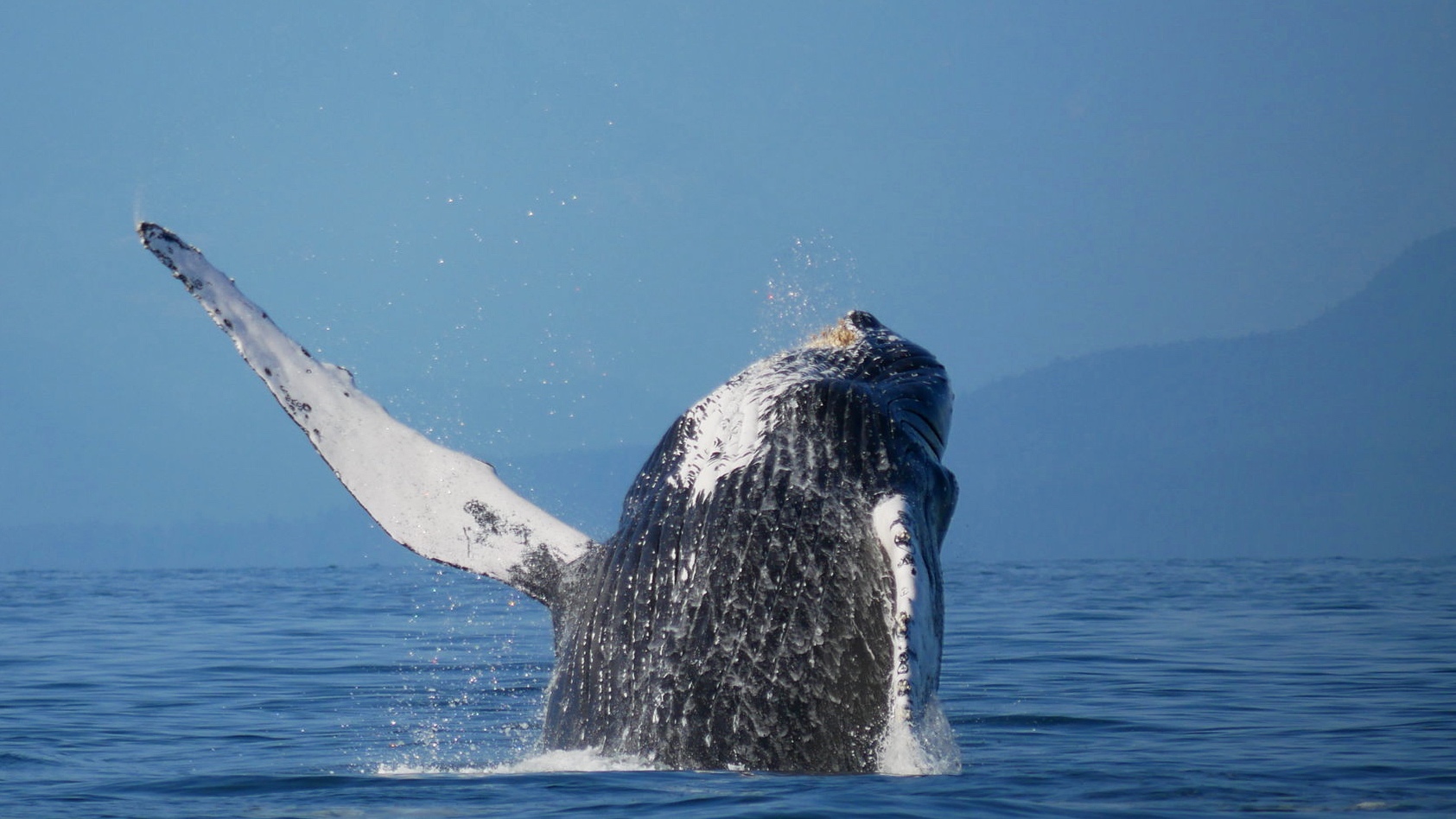 August 5, 2019 - Humpbacks for days!