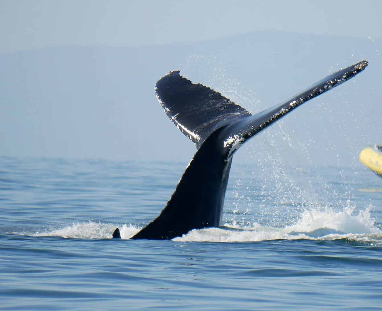 Tail slapping action! Photo by Cheyenne Brewster (3:30).