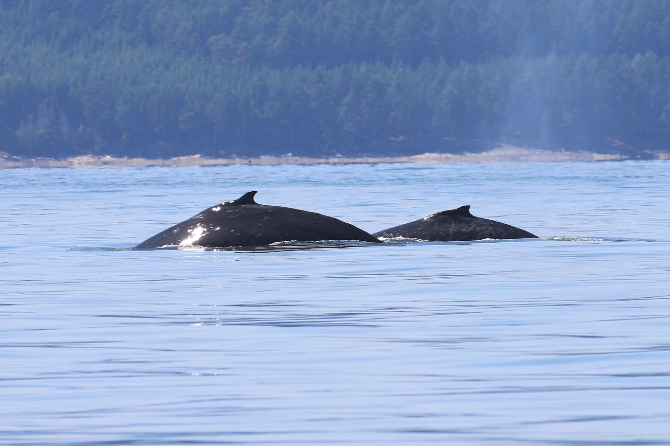 Slate (front left) and anvil (back right) getting ready for a deep dive!