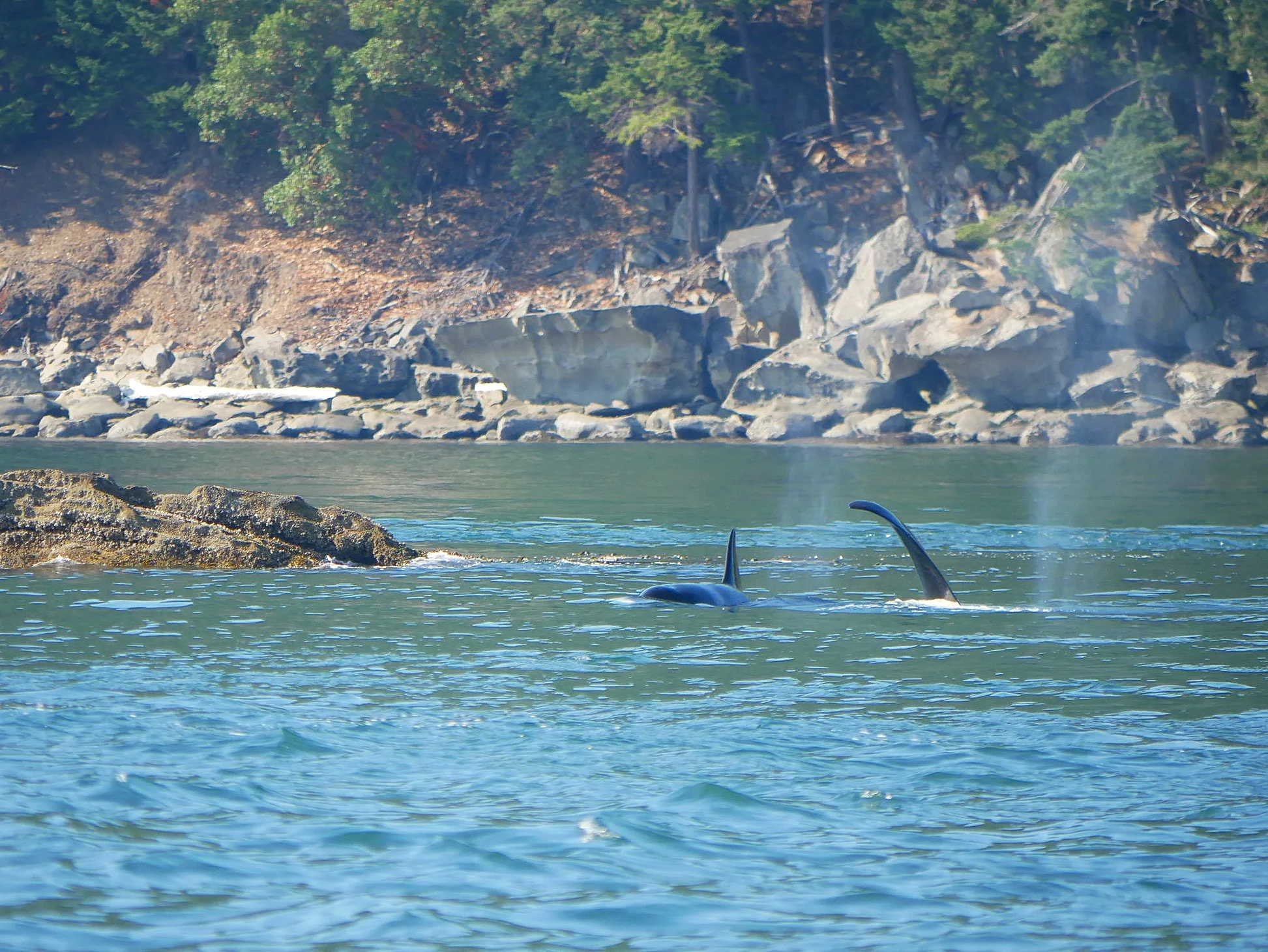 Galiano and Nootka hanging out in the kelp beds. Photo by Rebeka Pirker (3.30)