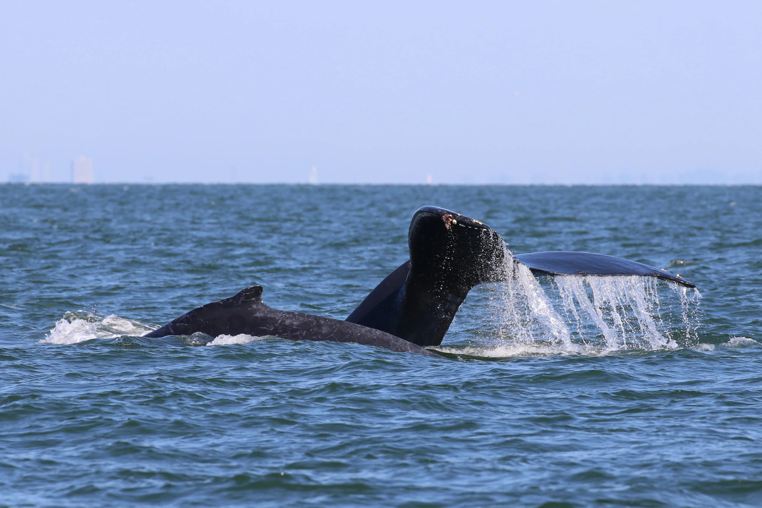 August 7, 2019 - Can't get enough humpbacks! 