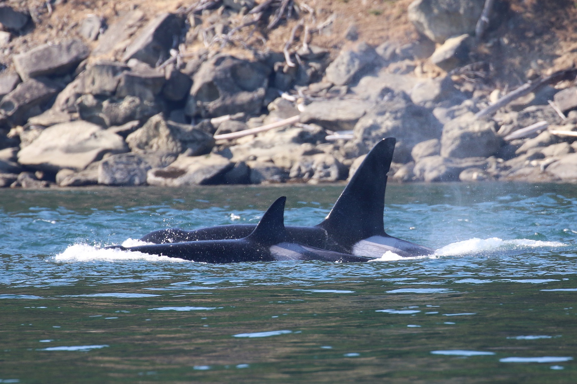 August 6, 2019 - Humpbacks everywhere and T's cruising through the Strait