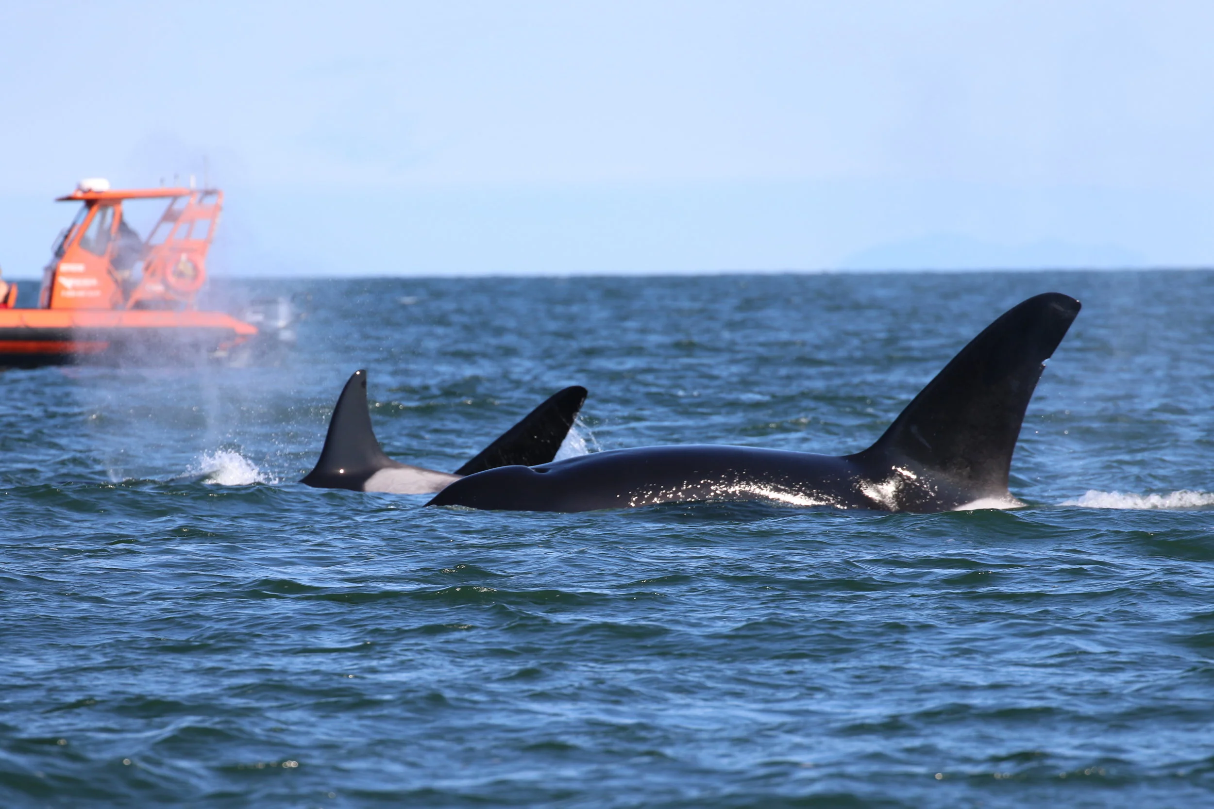 August 8, 2019 - Humpback in the morning, Orcas in the afternoon!