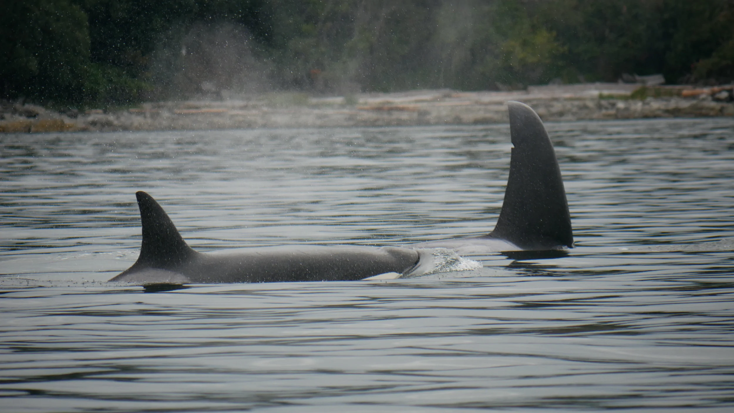 August 9, 2019 - T18's at Gabriola Reef and Nanoose Bay