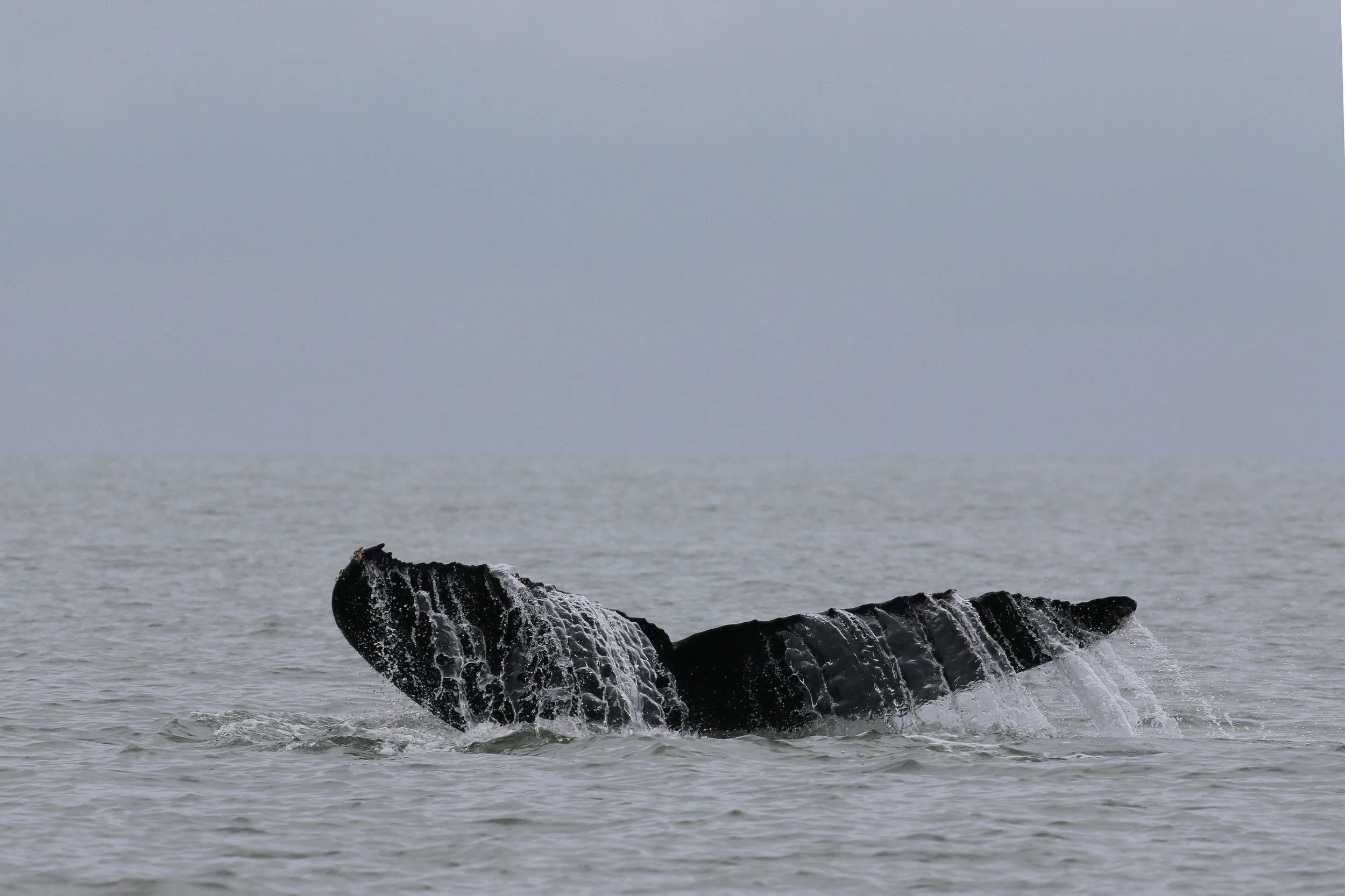 August 11, 2019 - Humpbacks all day!