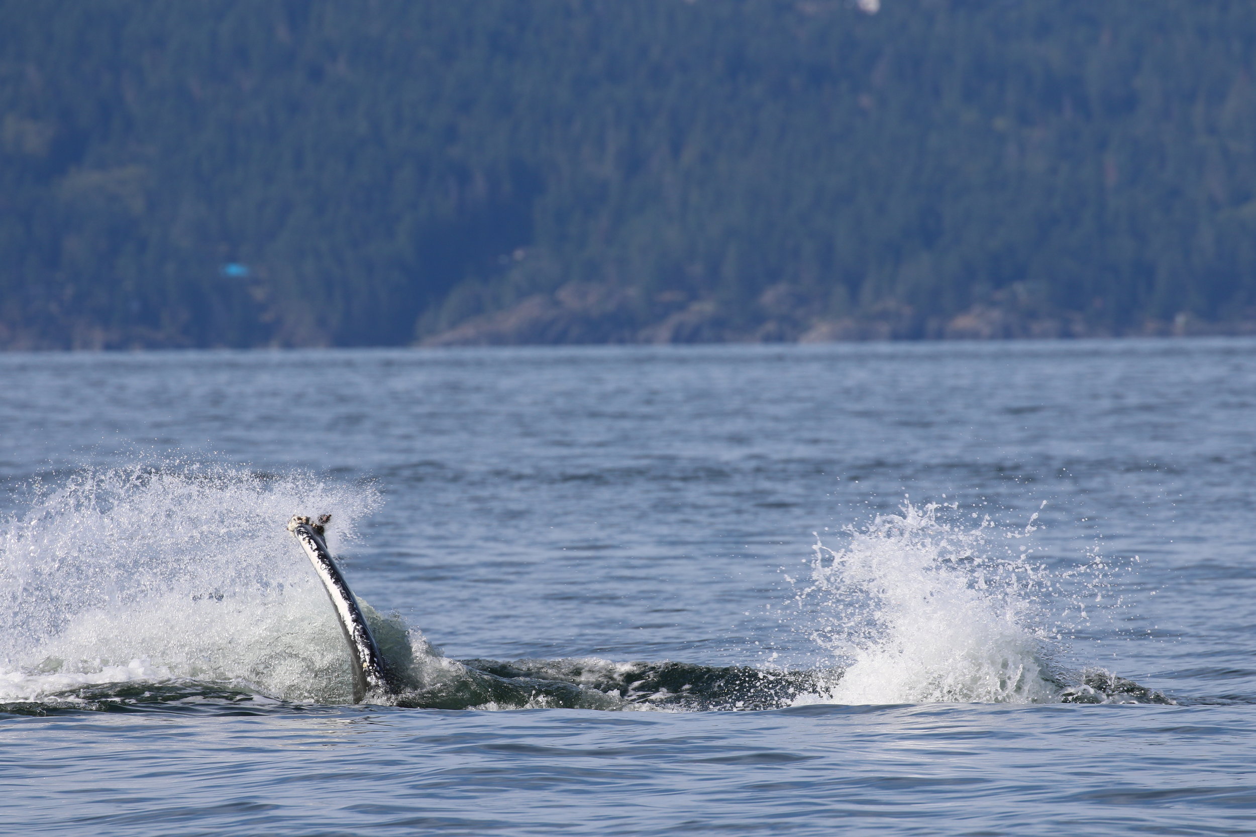 It’s anyone’s guess what’s going on here! Photo by Val Watson.