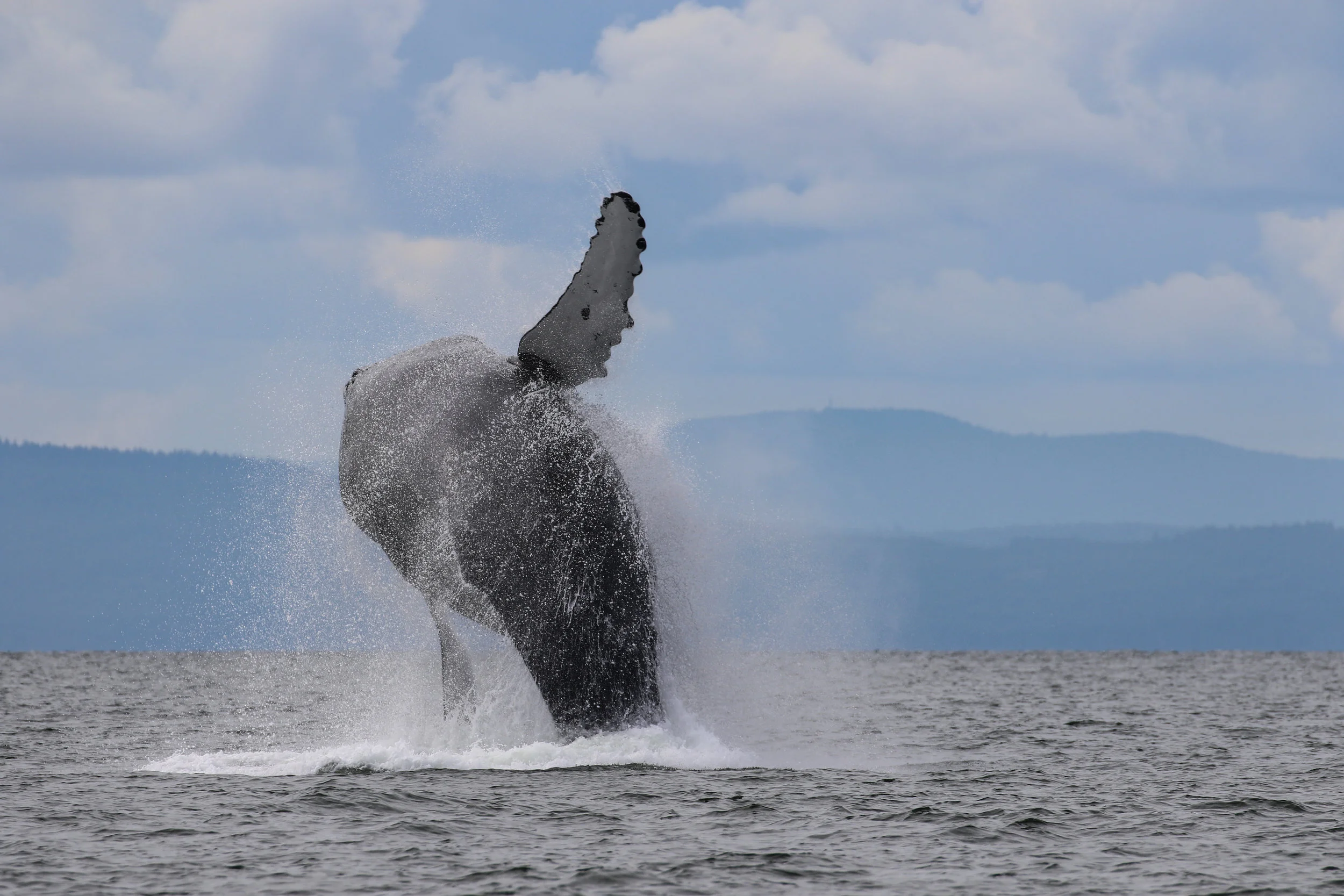 August 12, 2019 - Humpback Whales in the Strait of Georgia