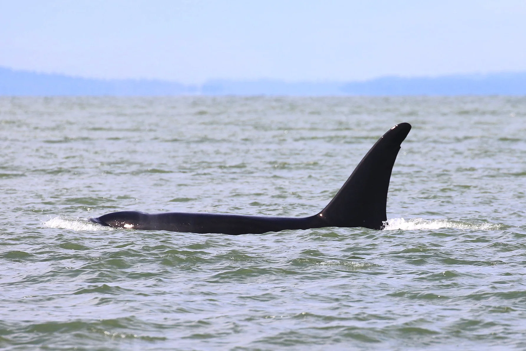 Our lone male, T65A2, Ooxjaa. Photo by Rodrigo Menezes (10.30)