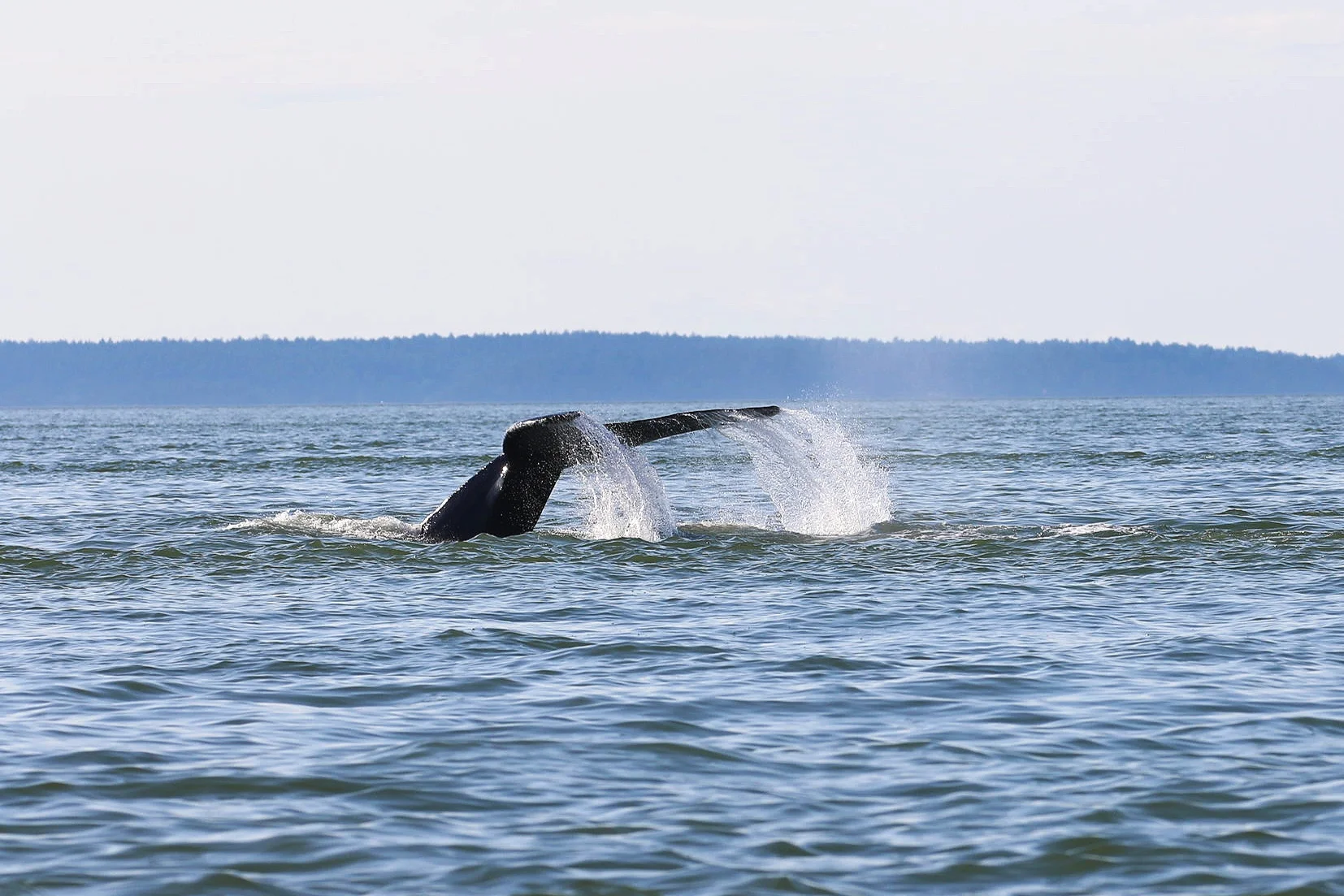 A humpback tail spraying water as the get ready for a deep dive. Photo by Rodrigo Menezes (3.30)