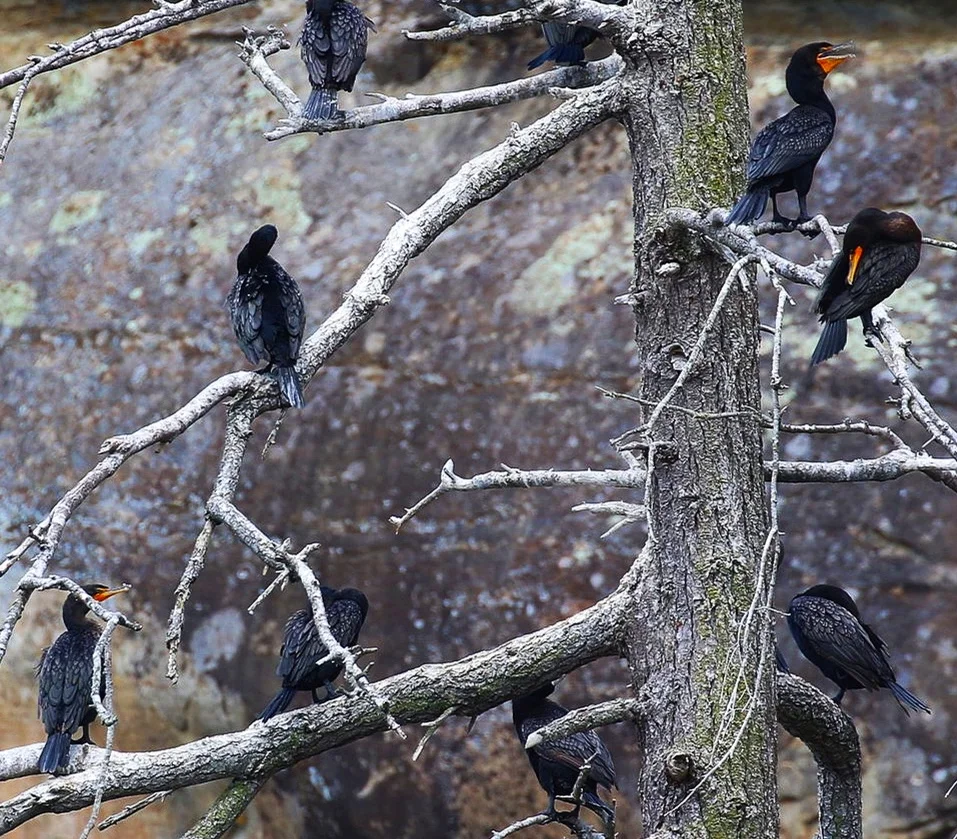 Double Crested Cormorants perched on the Gabriola Island cliffs. Photo by Rodrigo Menezes (10.30)