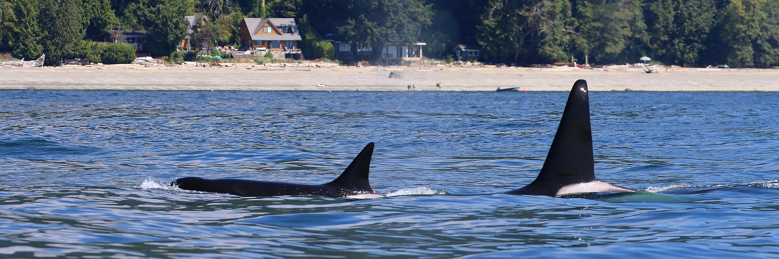T101 - “Reef” (left) and her oldest son T102 - “Beardslee” (right) close behind. Look at that size difference! Photo by Rodrigo Menezes (10:30).