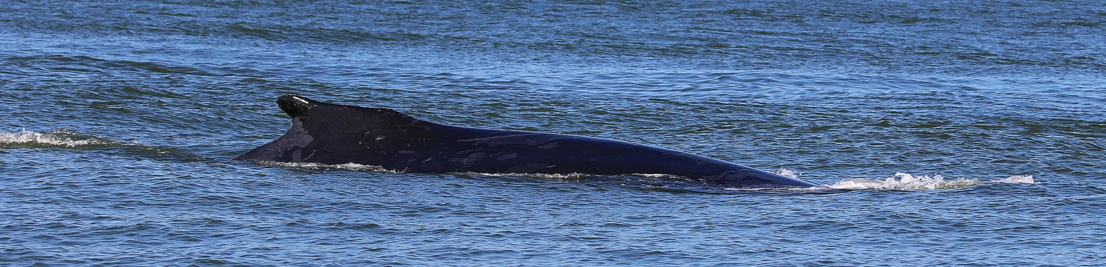BCY0660 - “Raptor” cruising along. Photo by Rodrigo Menezes (3:30).