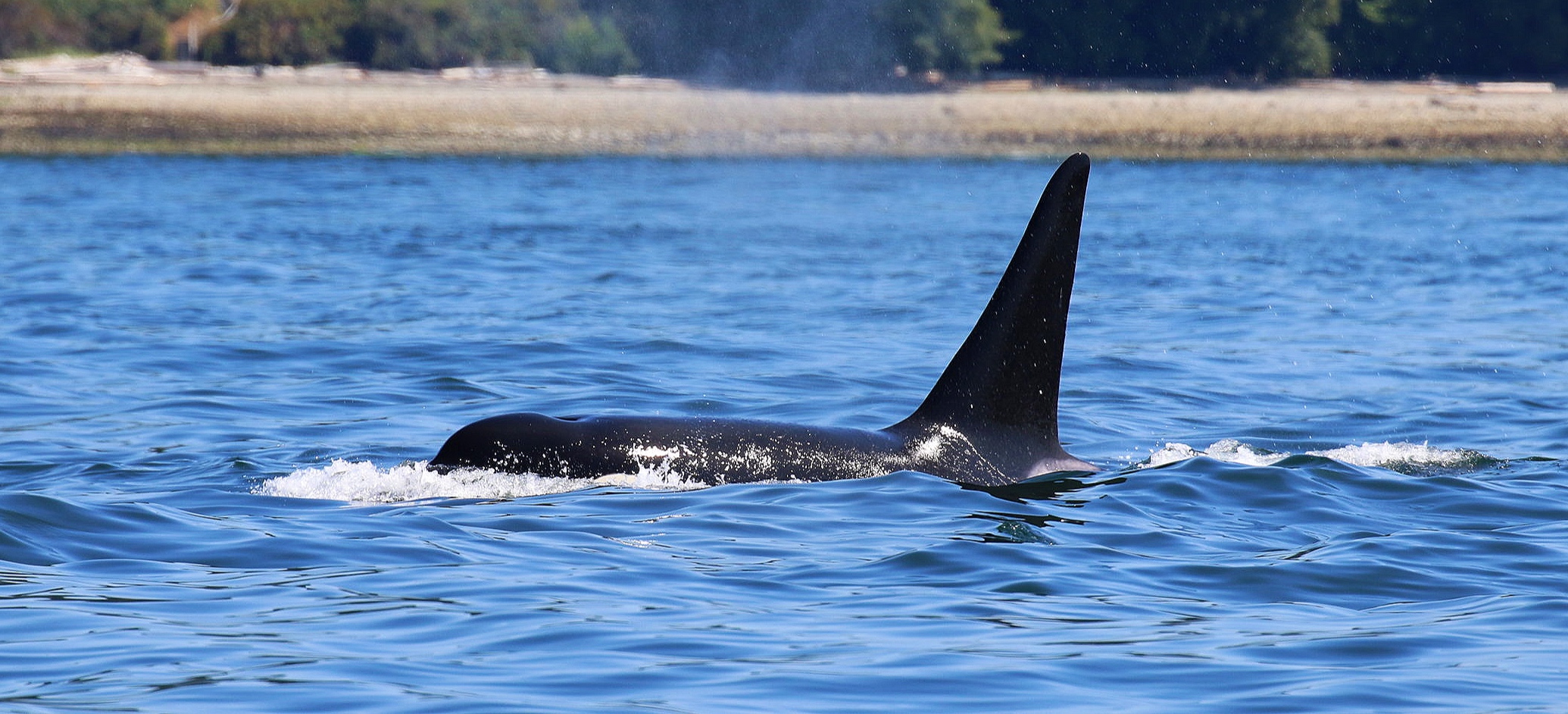 August 15, 2019 - Sunshine Coast adventures and the best friends of the Strait!