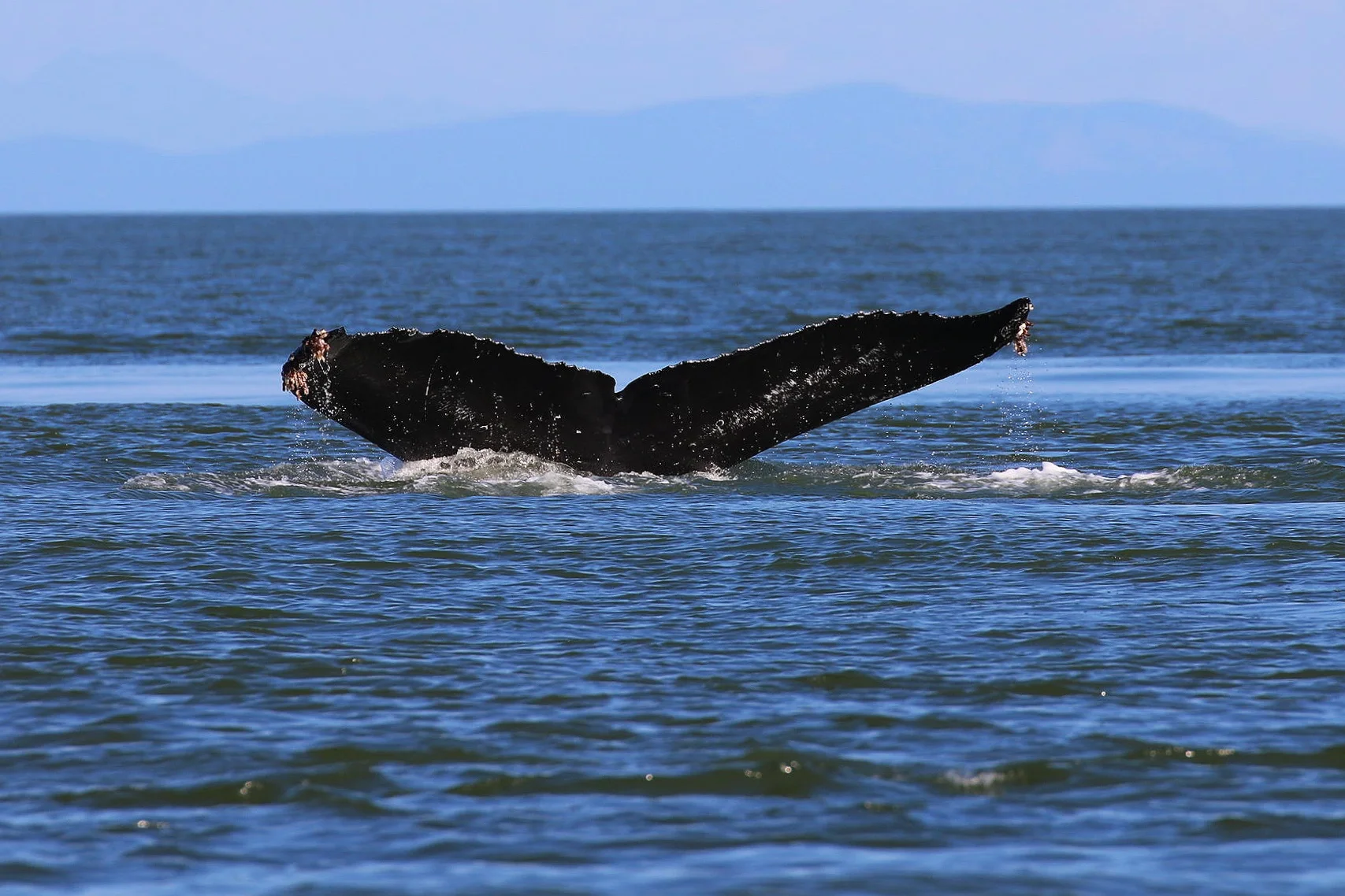BCY0660 - “Raptor” diving. Photo by Rodrigo Menezes (3:30).
