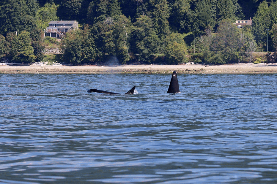 T101 - “Reef (left) and T102 - “Beardslee” (right) cruising along the Sunshine Coast. Sequence by Rodrigo Menezes (10:30).