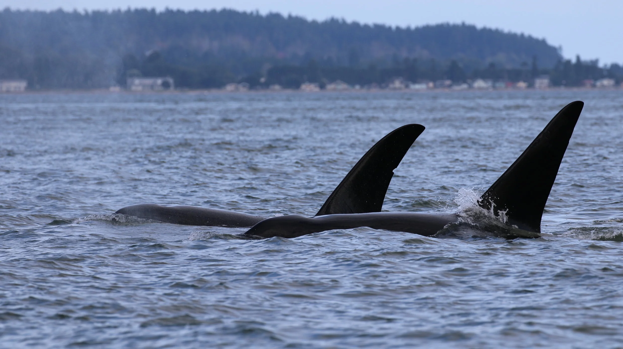 T19B- “Galiano” (back) and T19C - “Spouter (front). Photo by Natalie Reichenbacher (3:30).