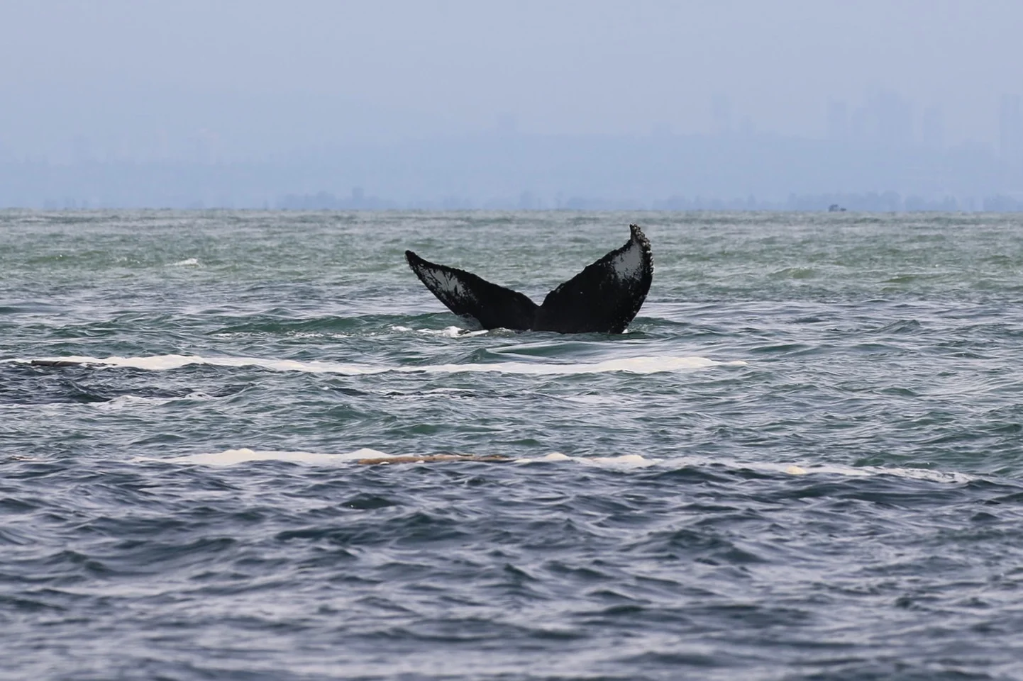 BCY0160- “Heather” diving. Photo by Natalie Reichenbacher (10:30).