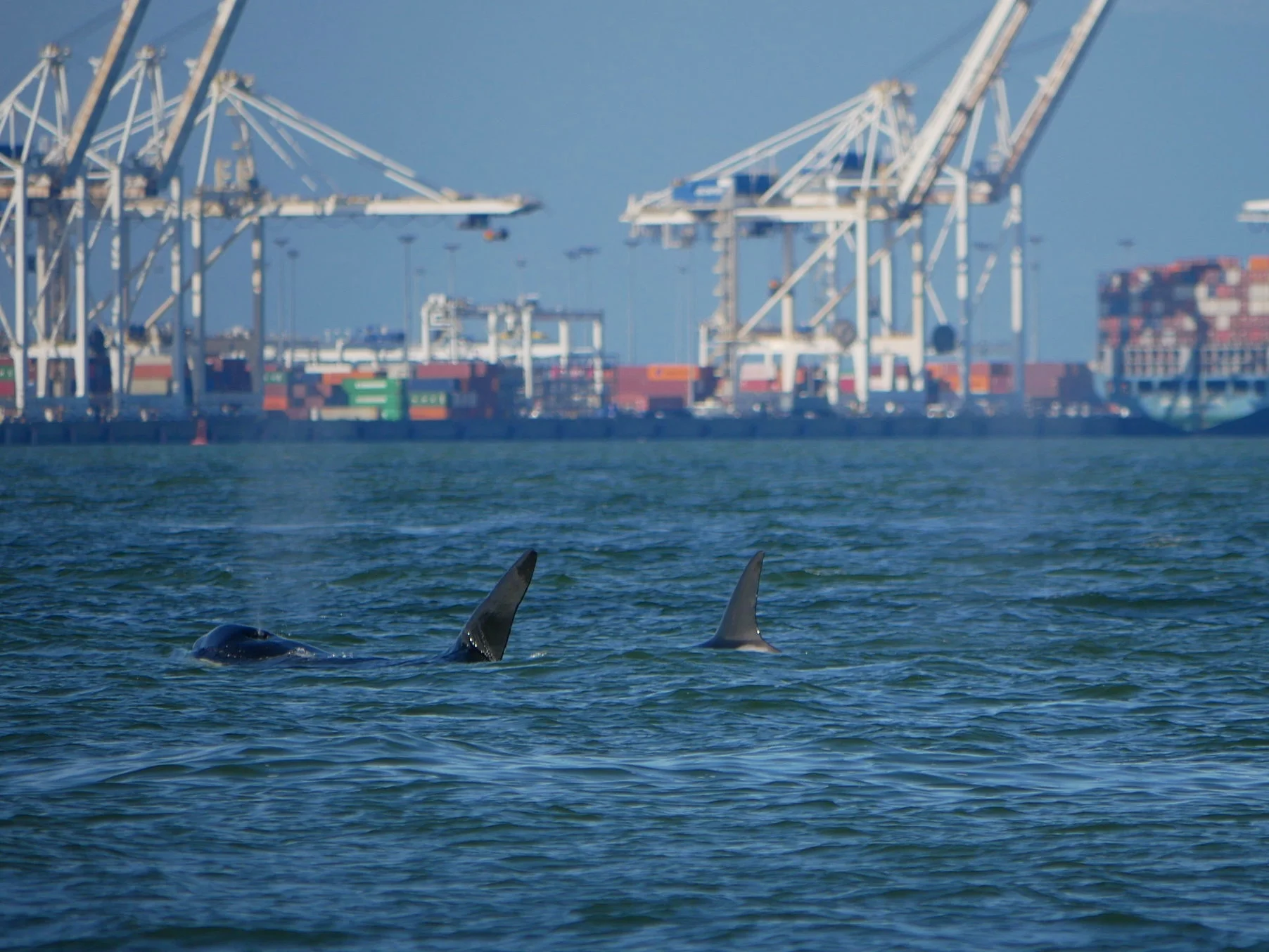 T18’s by the Coal Docks on the mainland of British Columbia. Photo by Ryan Uslu (3:30).