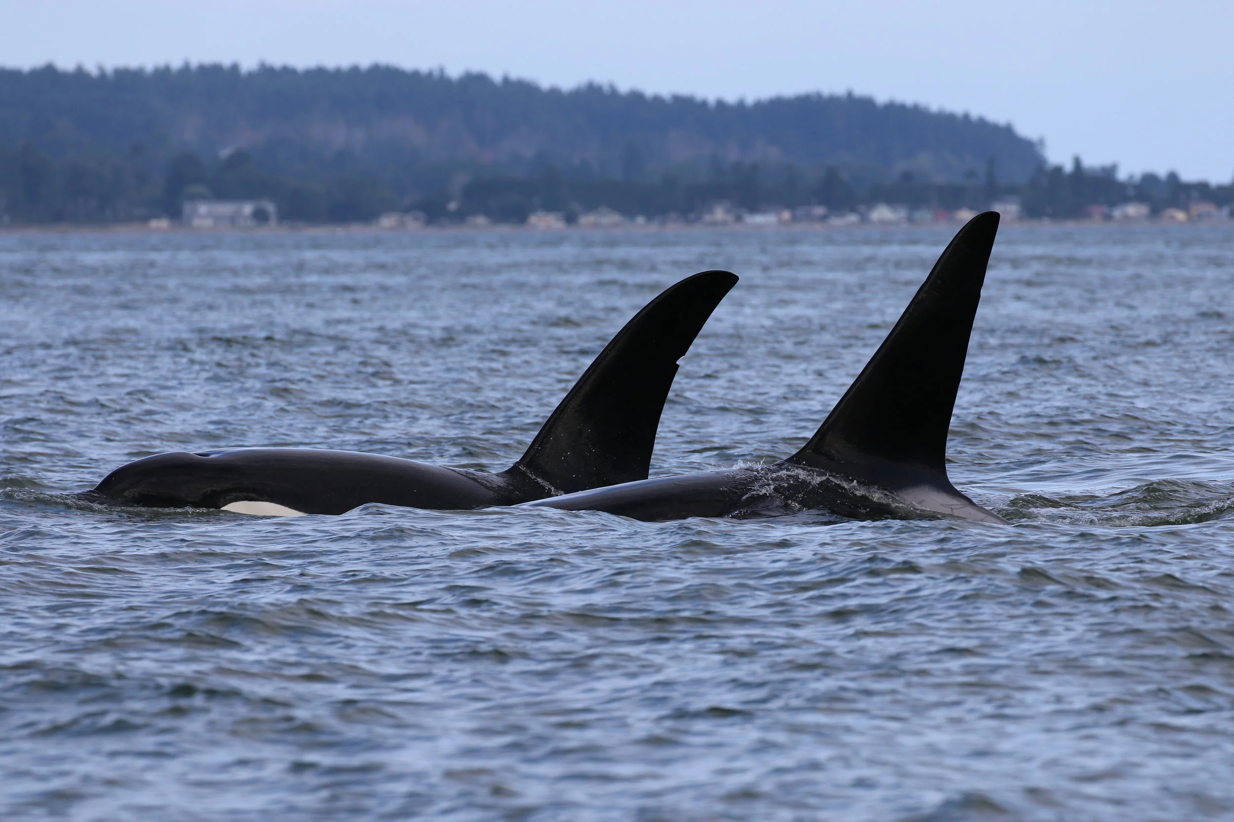 August 16, 2019 - Humpbacks all around, with some orca as well!