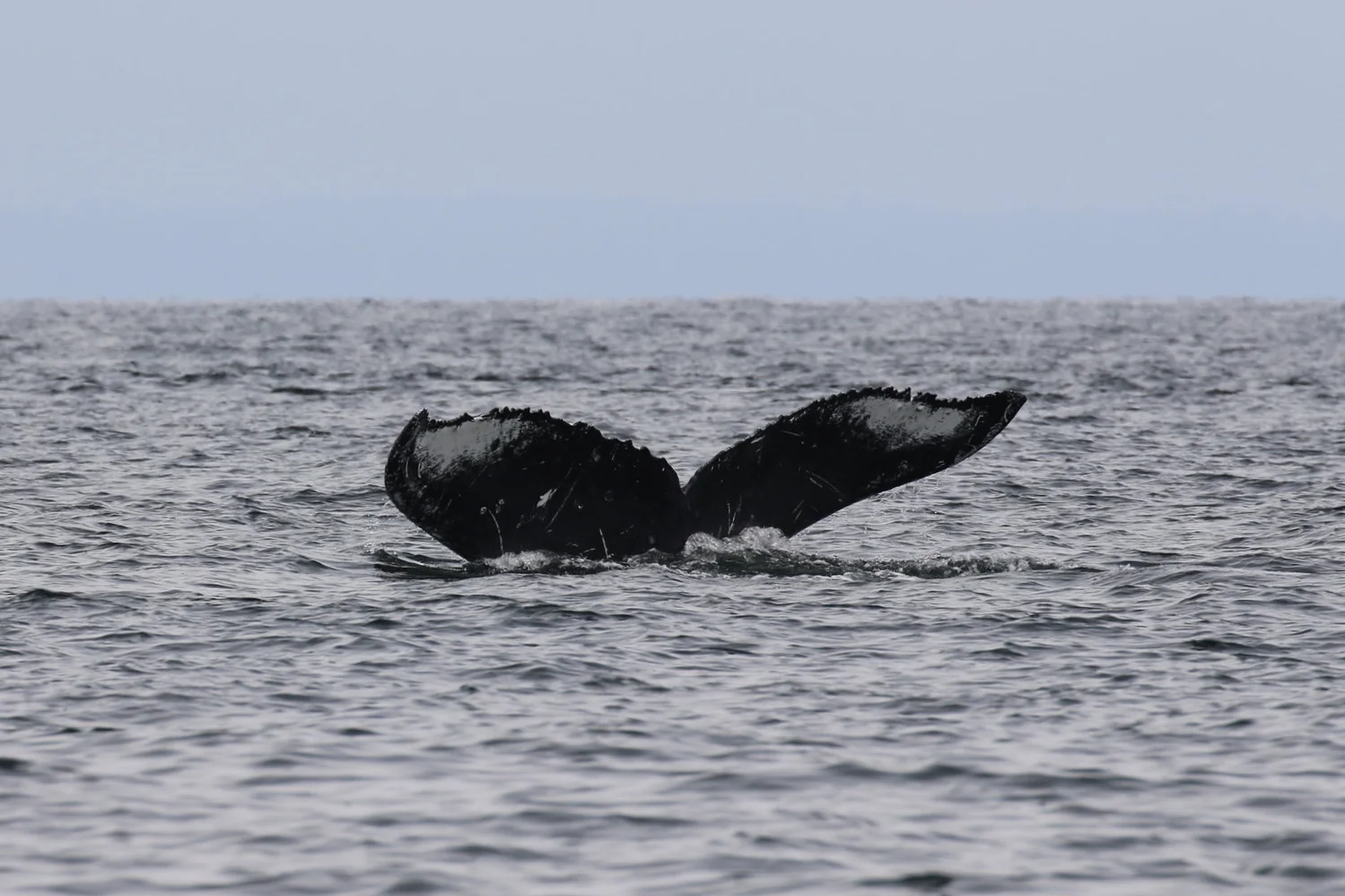 Orion the humpback! Photo by Natalie Reichenbacher (10:30).