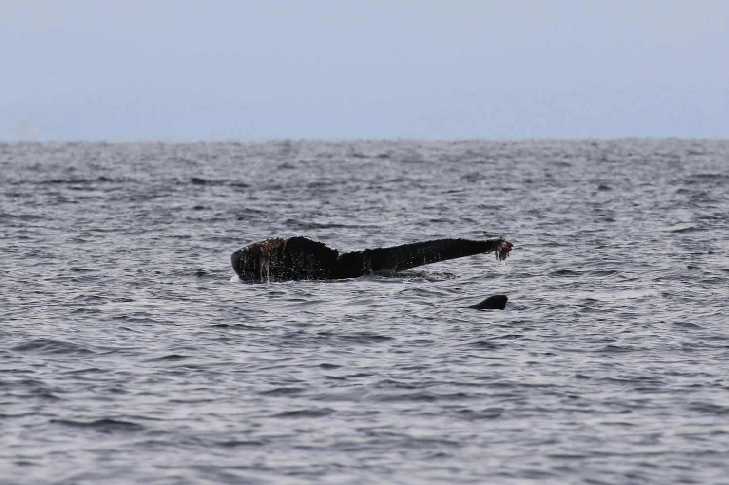 Prowler the humpback! Photo by Natalie Reichenbacher (10:30).
