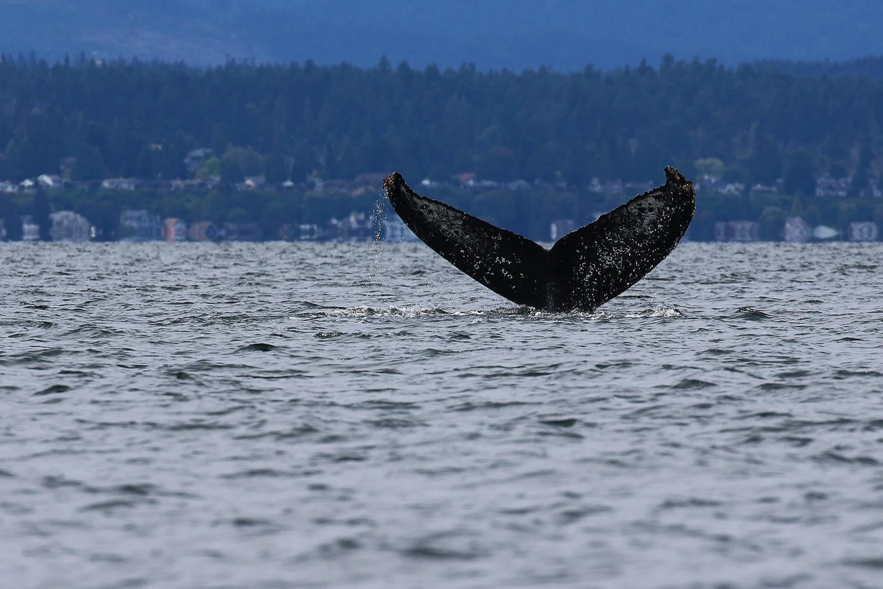 BCY0160 2015 calf - “Dalmatian”. Photo by Alanna Vivani (10:30).